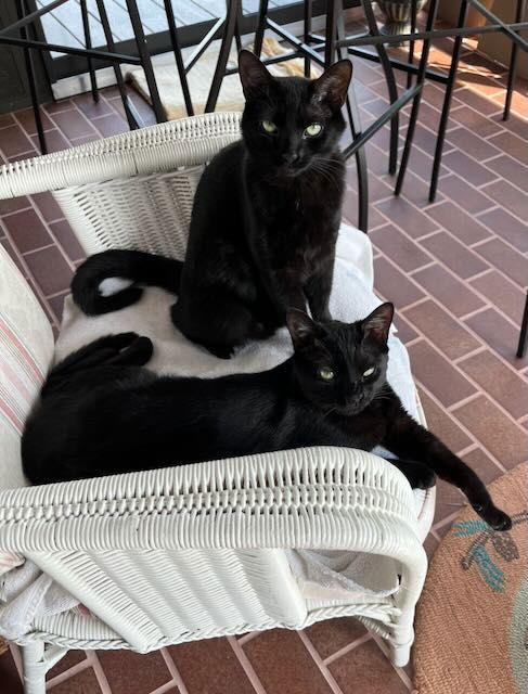 Enlarge Nisa, a Adoptable Domestic Short Hair in Traverse City, MI image 3/3