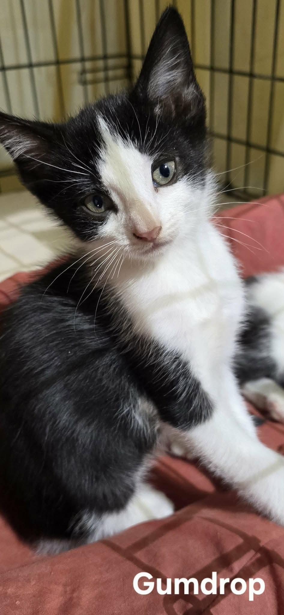 Enlarge Gumdrop, a ADOPTABLE Tuxedo in Stevensville, ON image 1/2