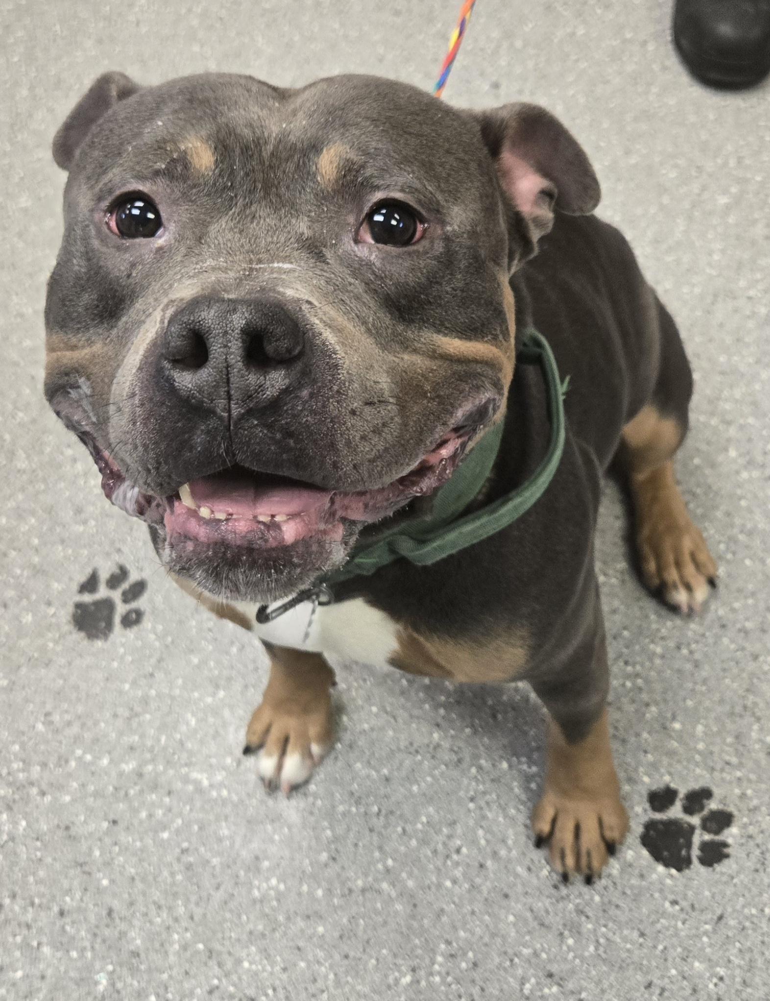Kodak, ADOPTABLE, Adult Male Pit Bull Terrier.