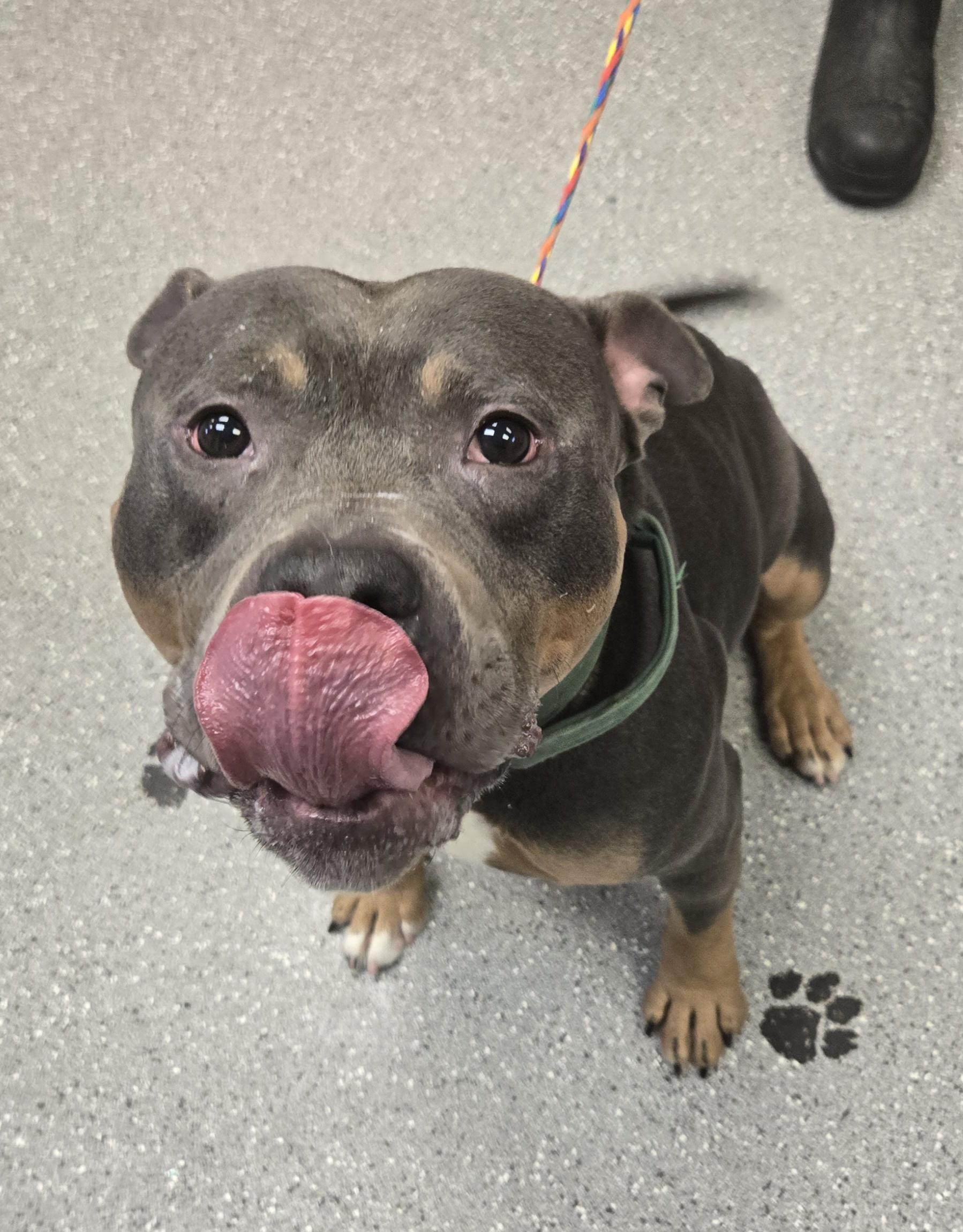 Kodak, a ADOPTABLE Pit Bull Terrier in Watertown, NY image 2/2