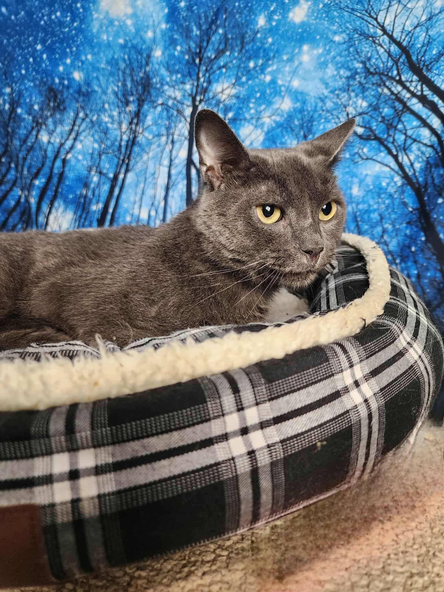 Enlarge Maine, a Adoptable Domestic Short Hair in Greensburg, PA image 5/6