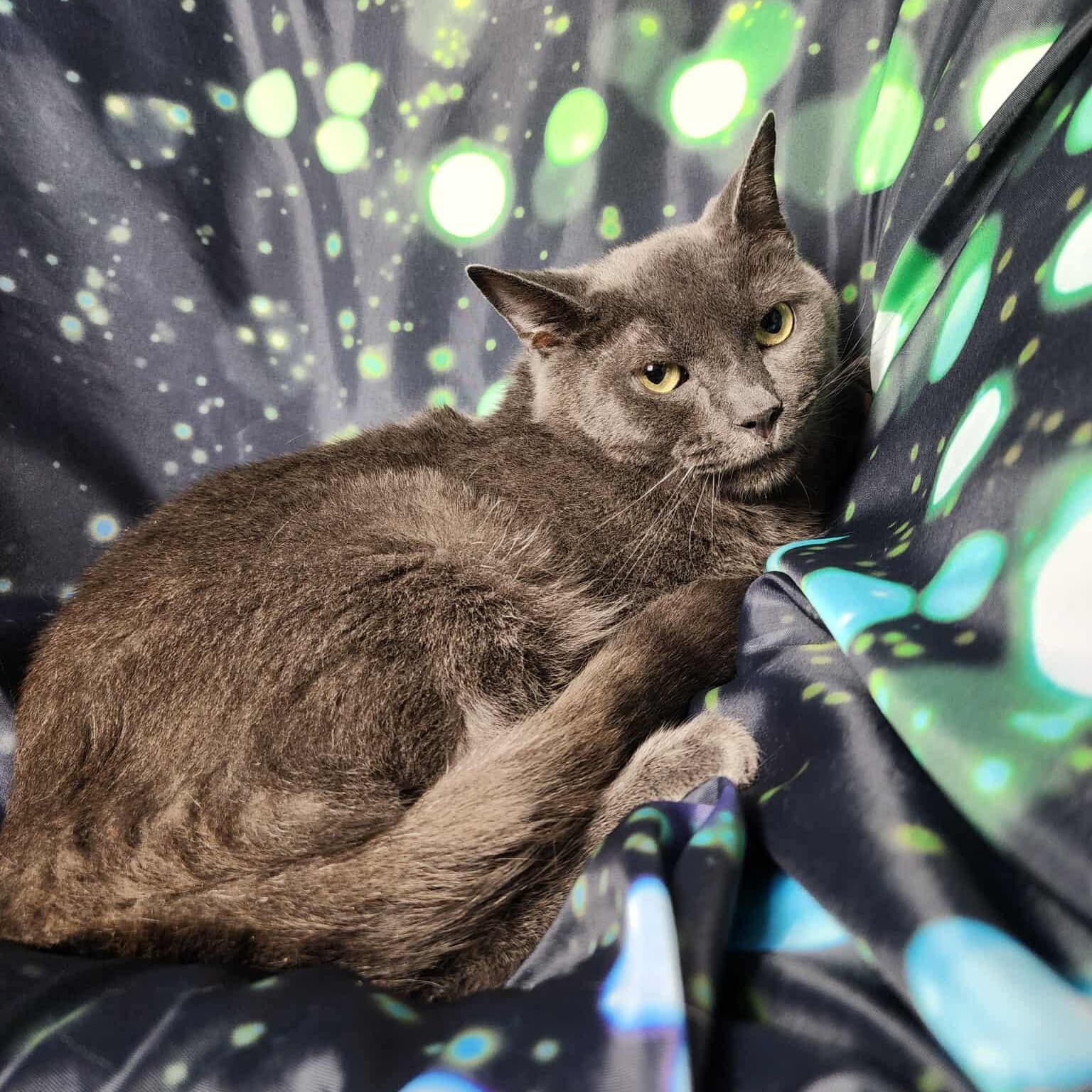 Enlarge Maine, a Adoptable Domestic Short Hair in Greensburg, PA image 1/6