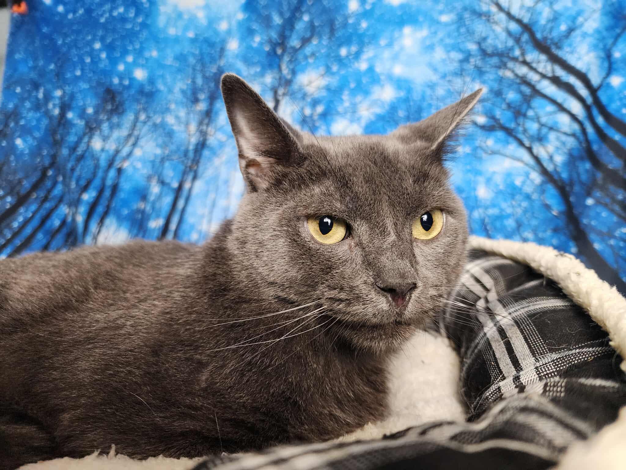 Enlarge Maine, a Adoptable Domestic Short Hair in Greensburg, PA image 2/6