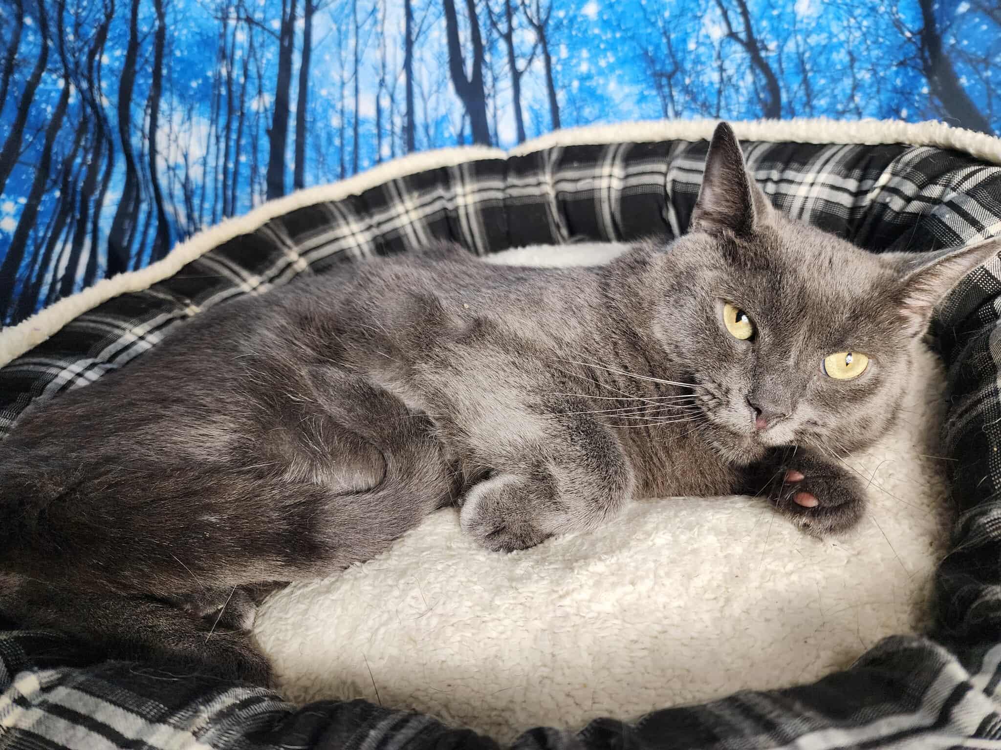 Enlarge Maine, a Adoptable Domestic Short Hair in Greensburg, PA image 3/6