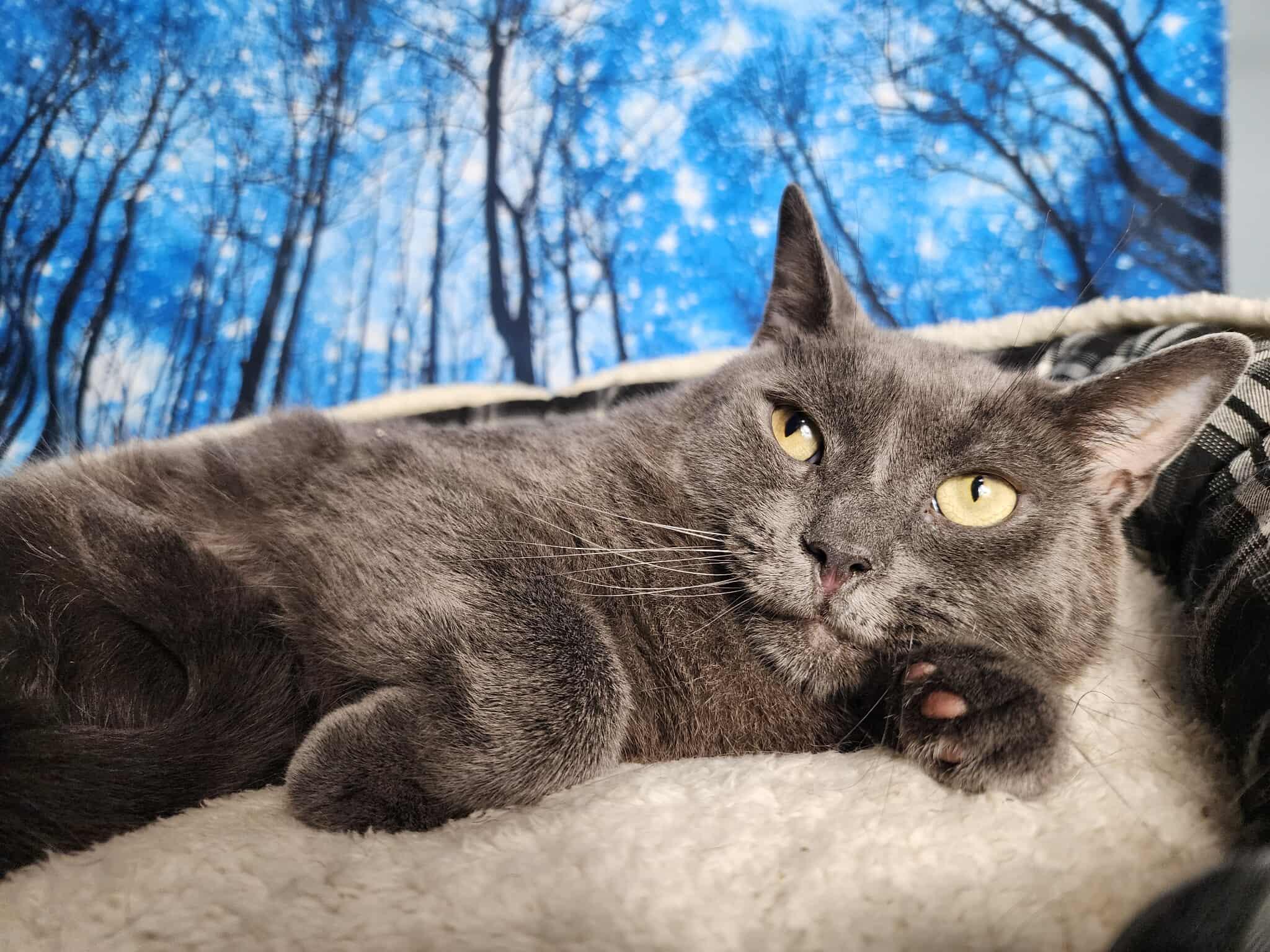 Enlarge Maine, a Adoptable Domestic Short Hair in Greensburg, PA image 4/6