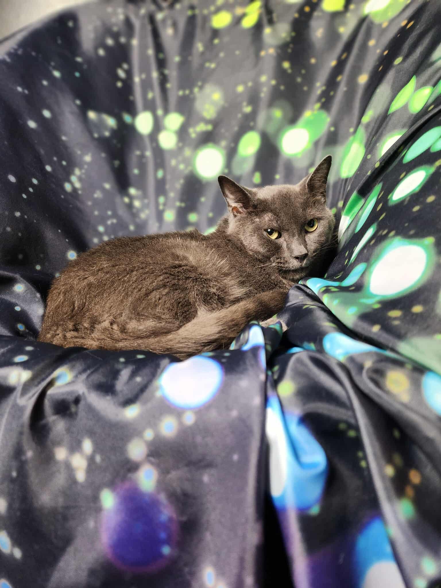 Enlarge Maine, a Adoptable Domestic Short Hair in Greensburg, PA image 6/6