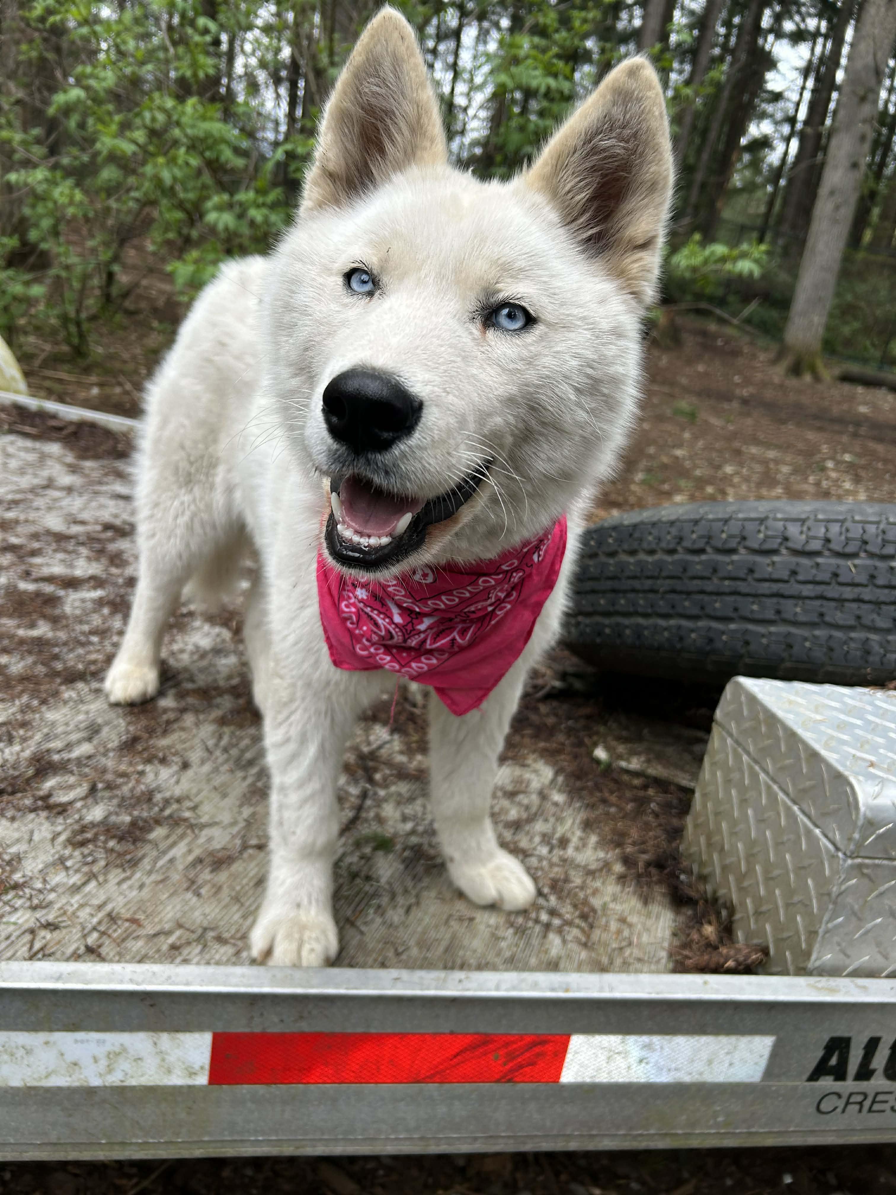 Enlarge Sasha, a ADOPTABLE mixed breed in AUBURN, WA image 1/2