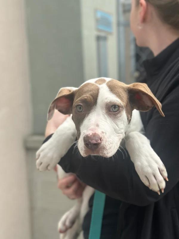 Filet, Adoptable, Young Female Mixed Breed.