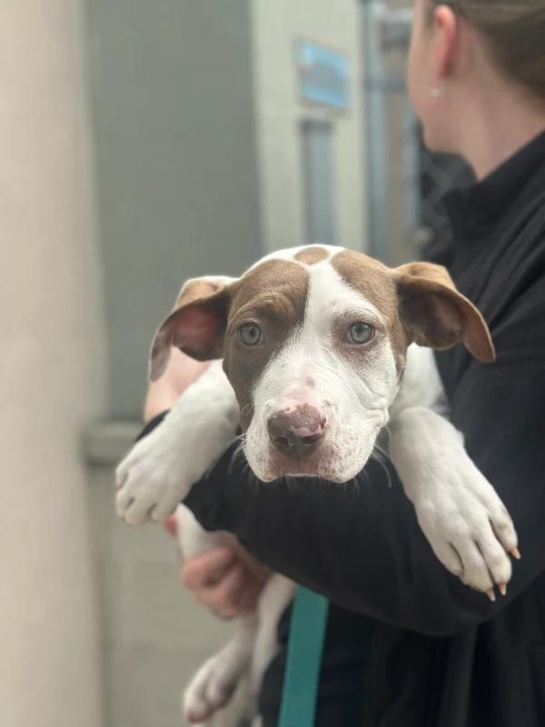 Enlarge Filet, a Adoptable Mixed Breed in Hamilton, ON image 2/3