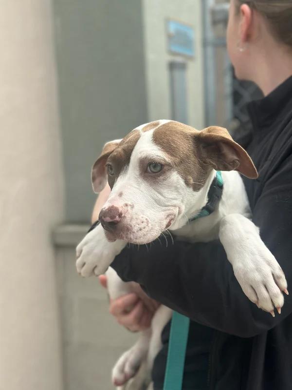 Enlarge Filet, a Adoptable Mixed Breed in Hamilton, ON image 3/3