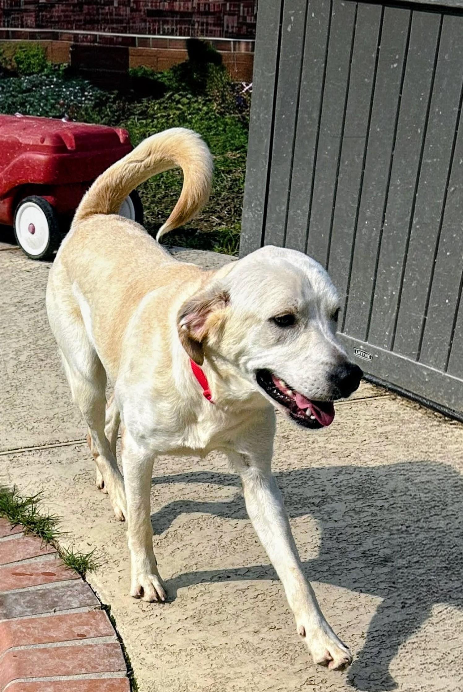 Enlarge Hank - In Massachusetts, a ADOPTABLE Yellow Labrador Retriever in Willington, CT image 3/5
