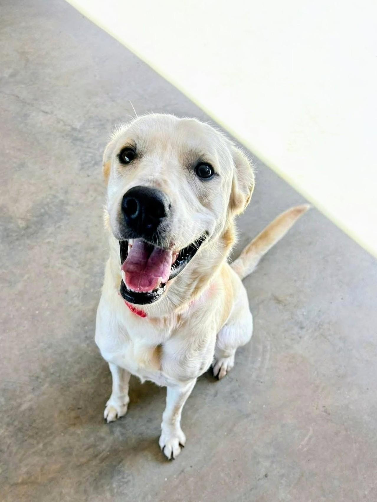 Enlarge Hank - In Massachusetts, a ADOPTABLE Yellow Labrador Retriever in Willington, CT image 2/5