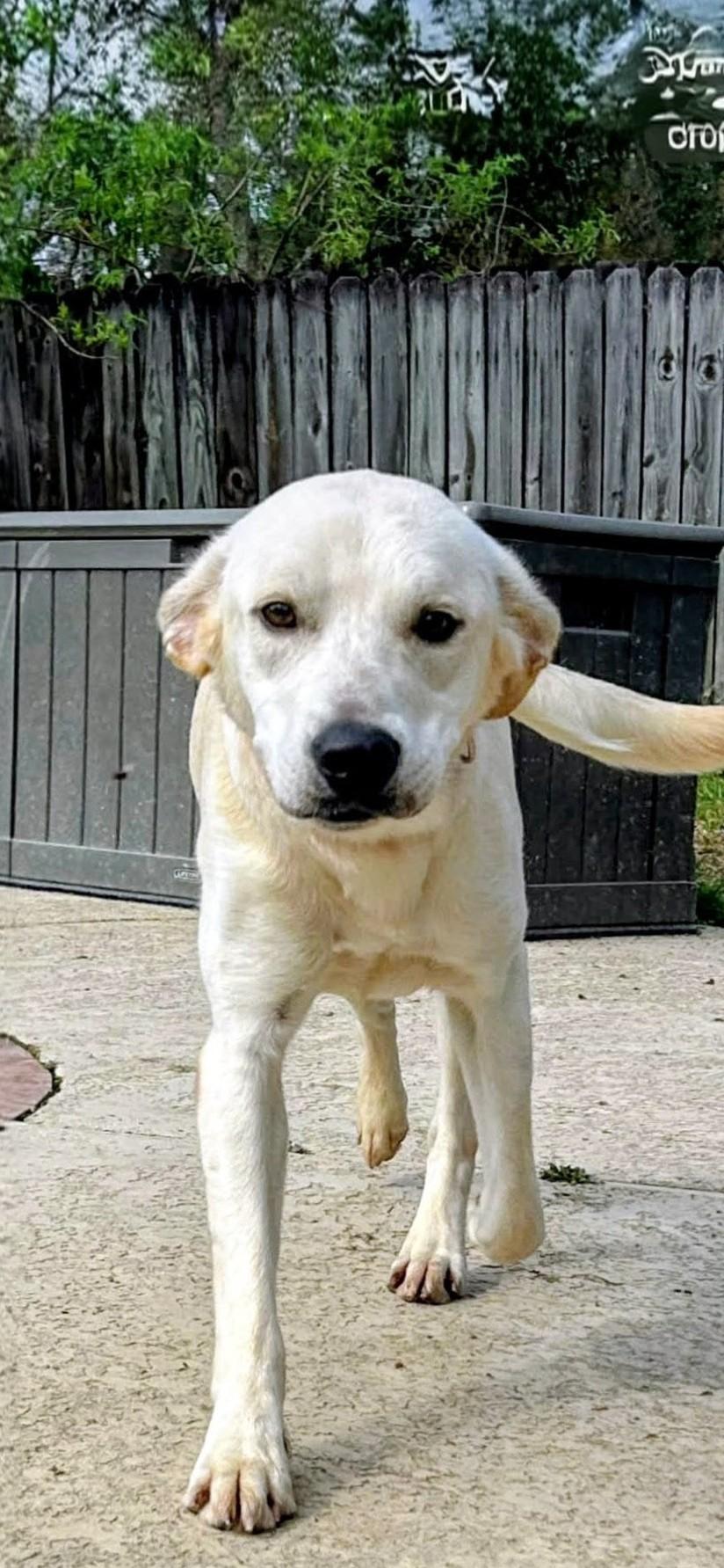 Enlarge Hank - In Massachusetts, a ADOPTABLE Yellow Labrador Retriever in Willington, CT image 4/5