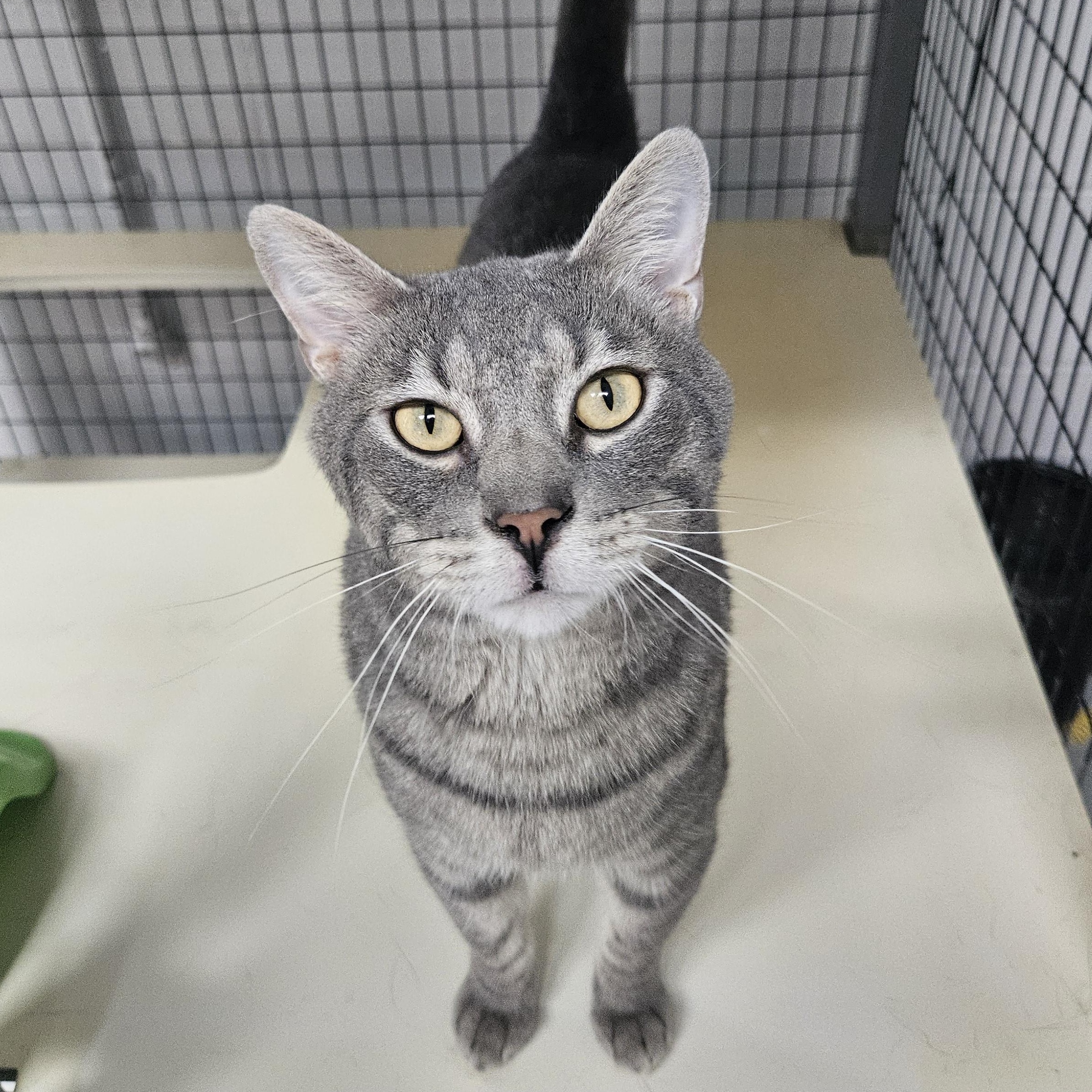 Dawson - At PetSmart, Adult Male unknown