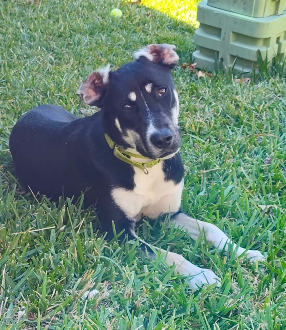 Tundra, a Adoptable Shepherd in Key West, FL image 6/6