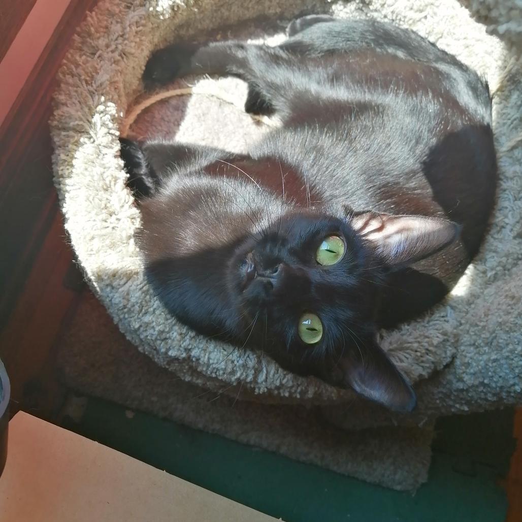 Enlarge Spook - Bonded with Casper!, a Adoptable American Shorthair in Bristol, IN image 1/1