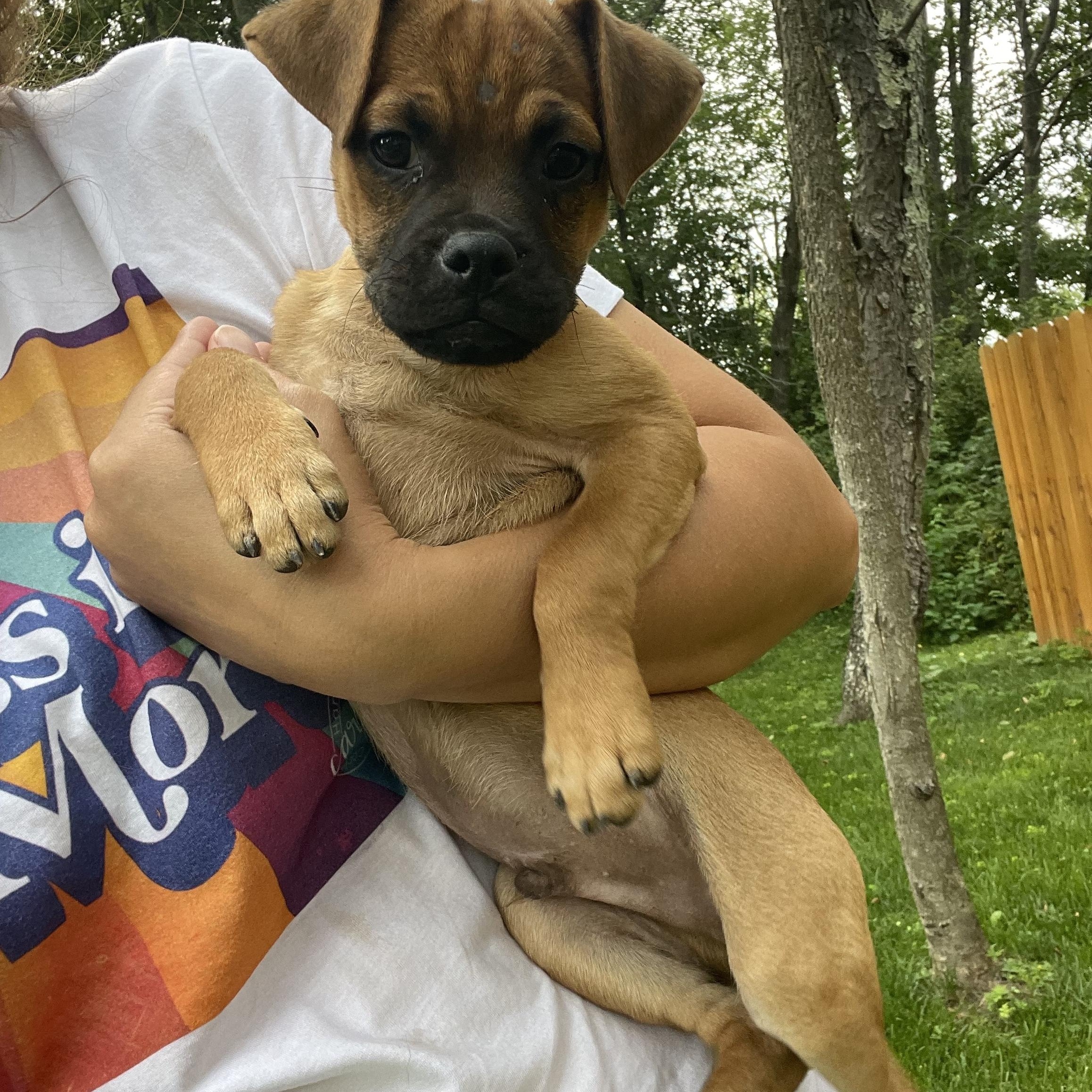 Luke, an adoptable Pug, Puggle in Winter, WI, 54896 | Photo Image 1