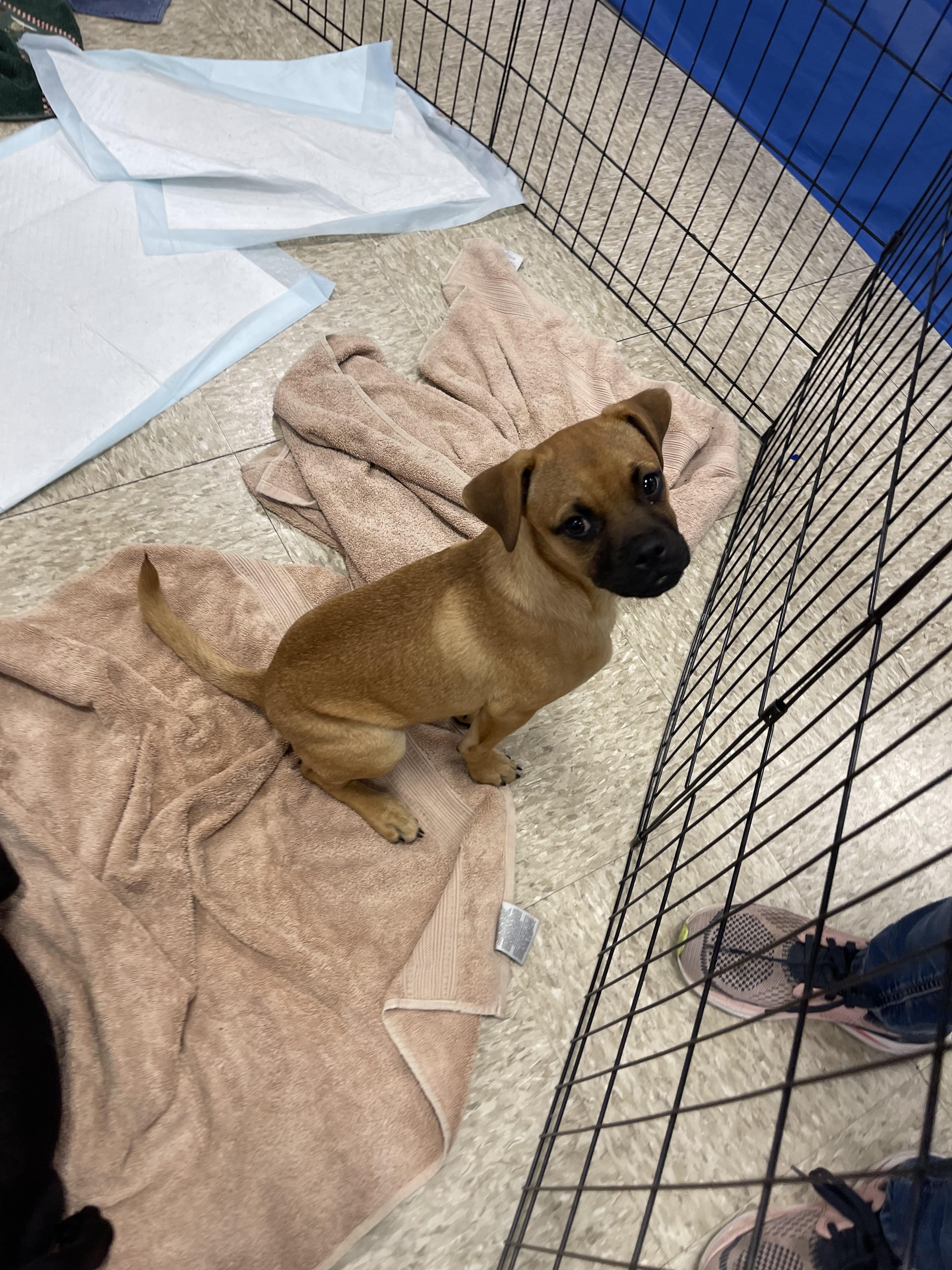 Luke, an adoptable Pug, Puggle in Winter, WI, 54896 | Photo Image 4