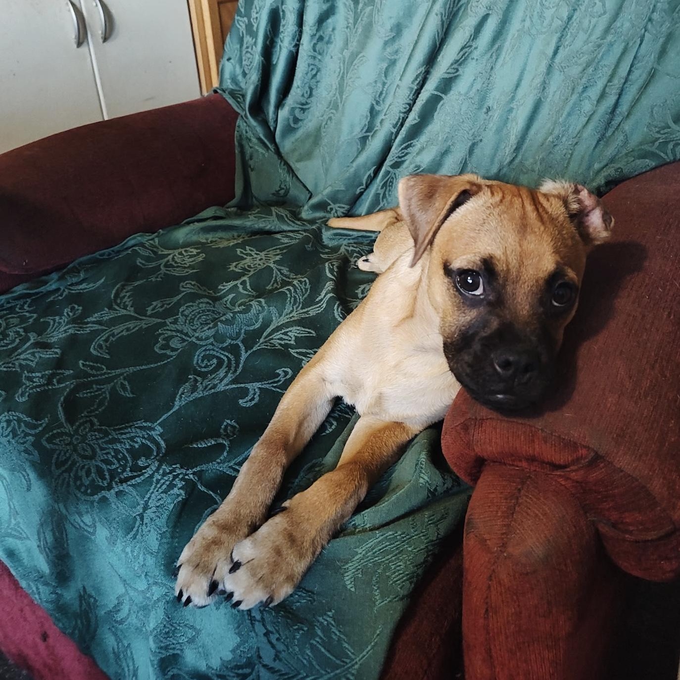 Luke, an adoptable Pug, Puggle in Winter, WI, 54896 | Photo Image 1