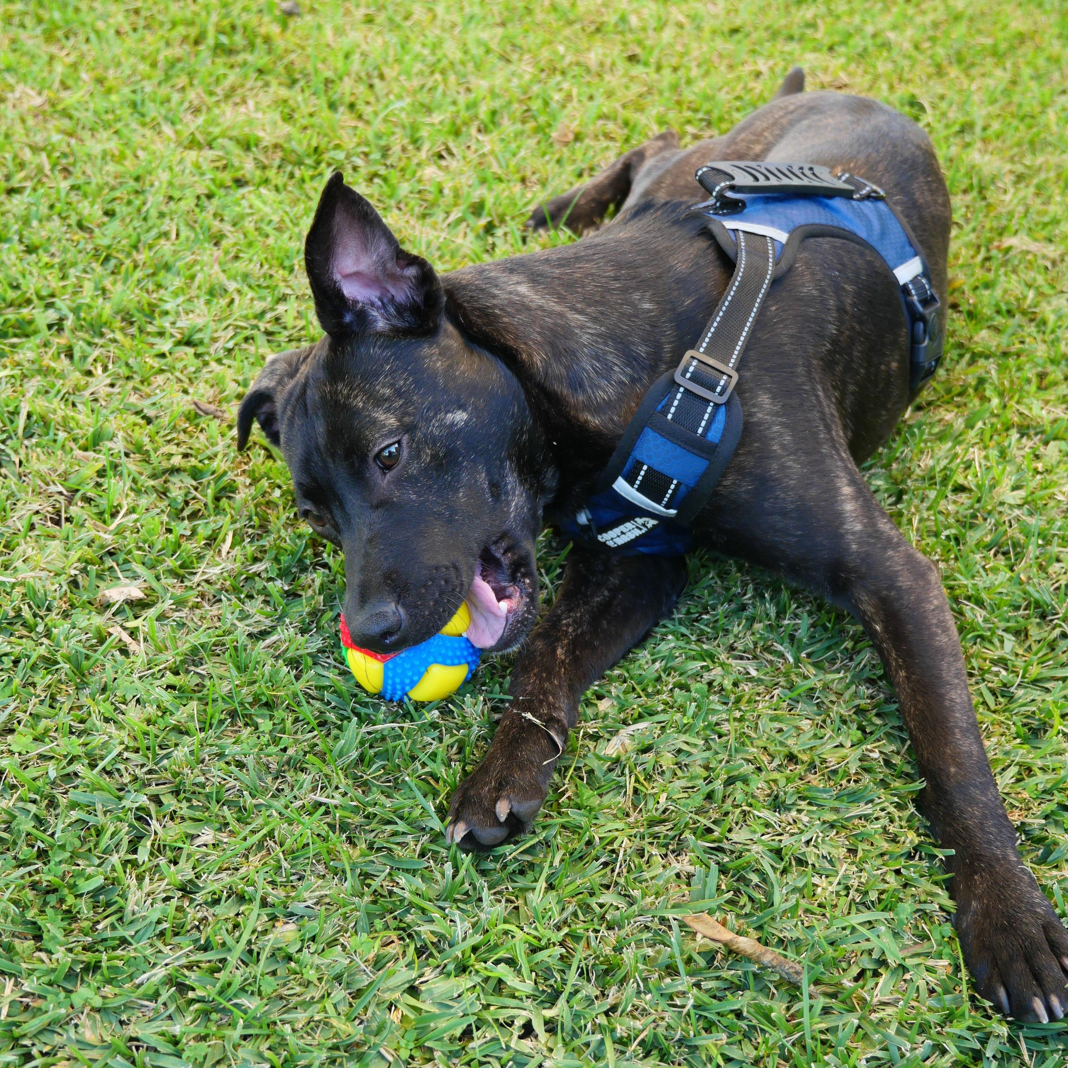 Enlarge Finn, a Adoptable mixed breed in Los Angeles , CA image 2/6