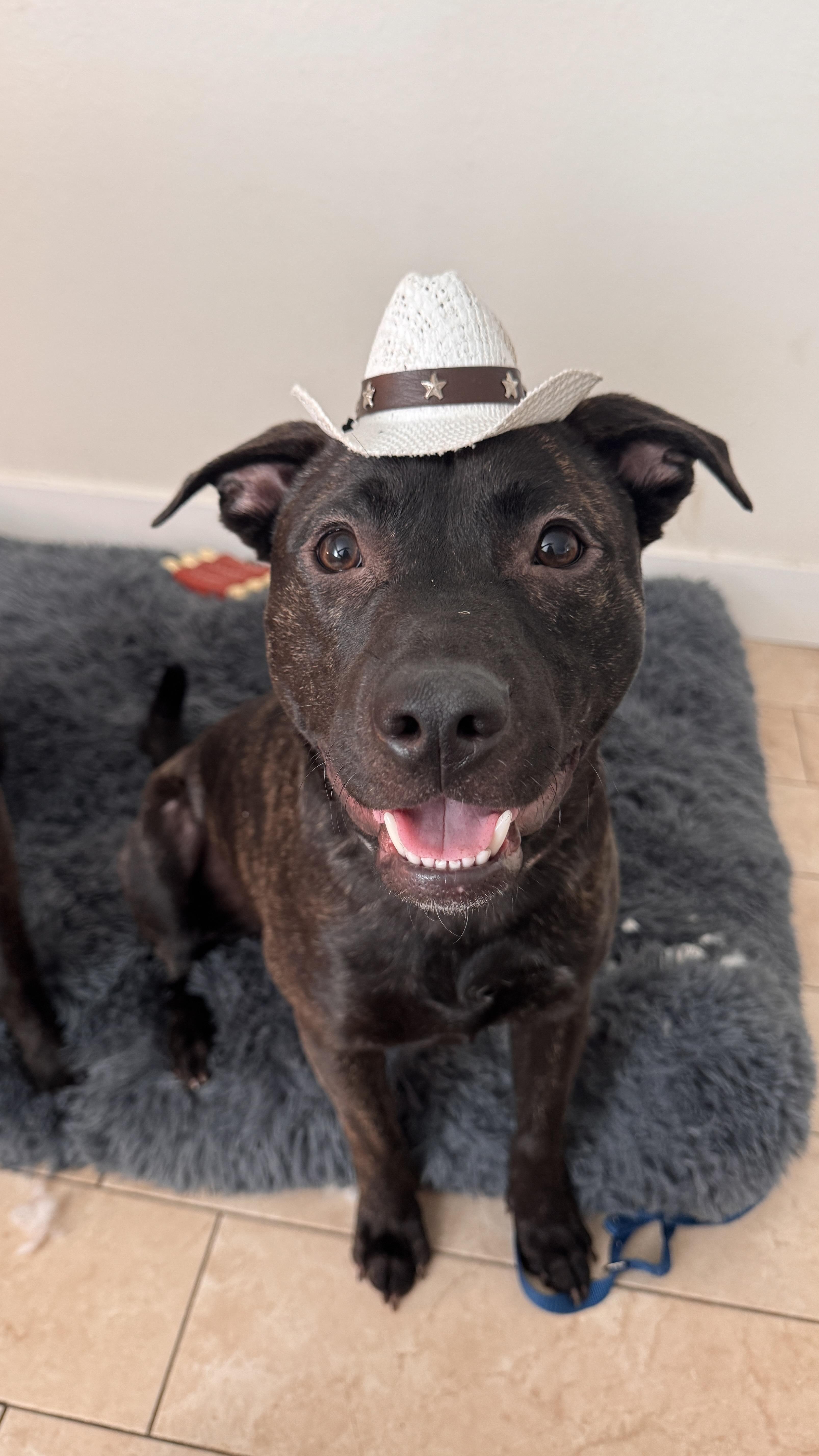 Finn, Adoptable, Young Male American Staffordshire Terrier & Pit Bull Terrier.