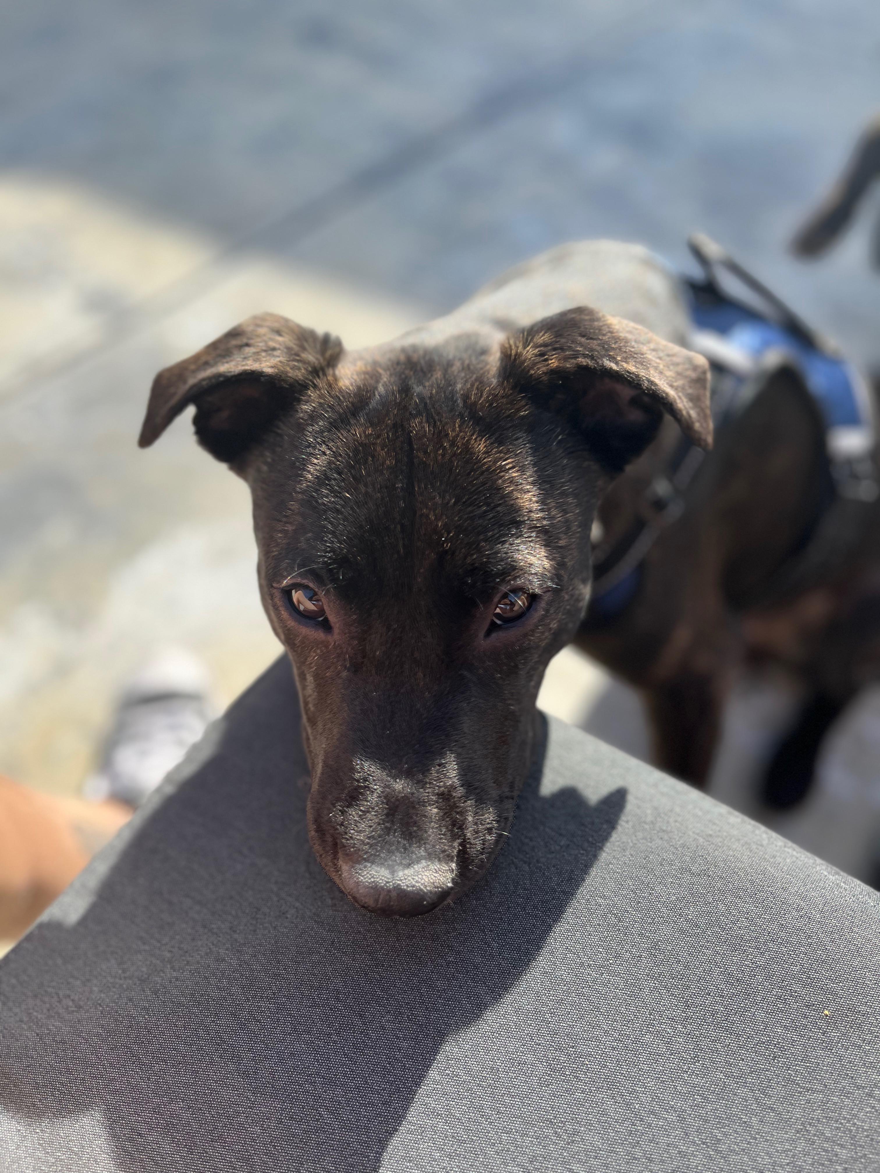 Enlarge Finn, a Adoptable mixed breed in Los Angeles , CA image 4/6