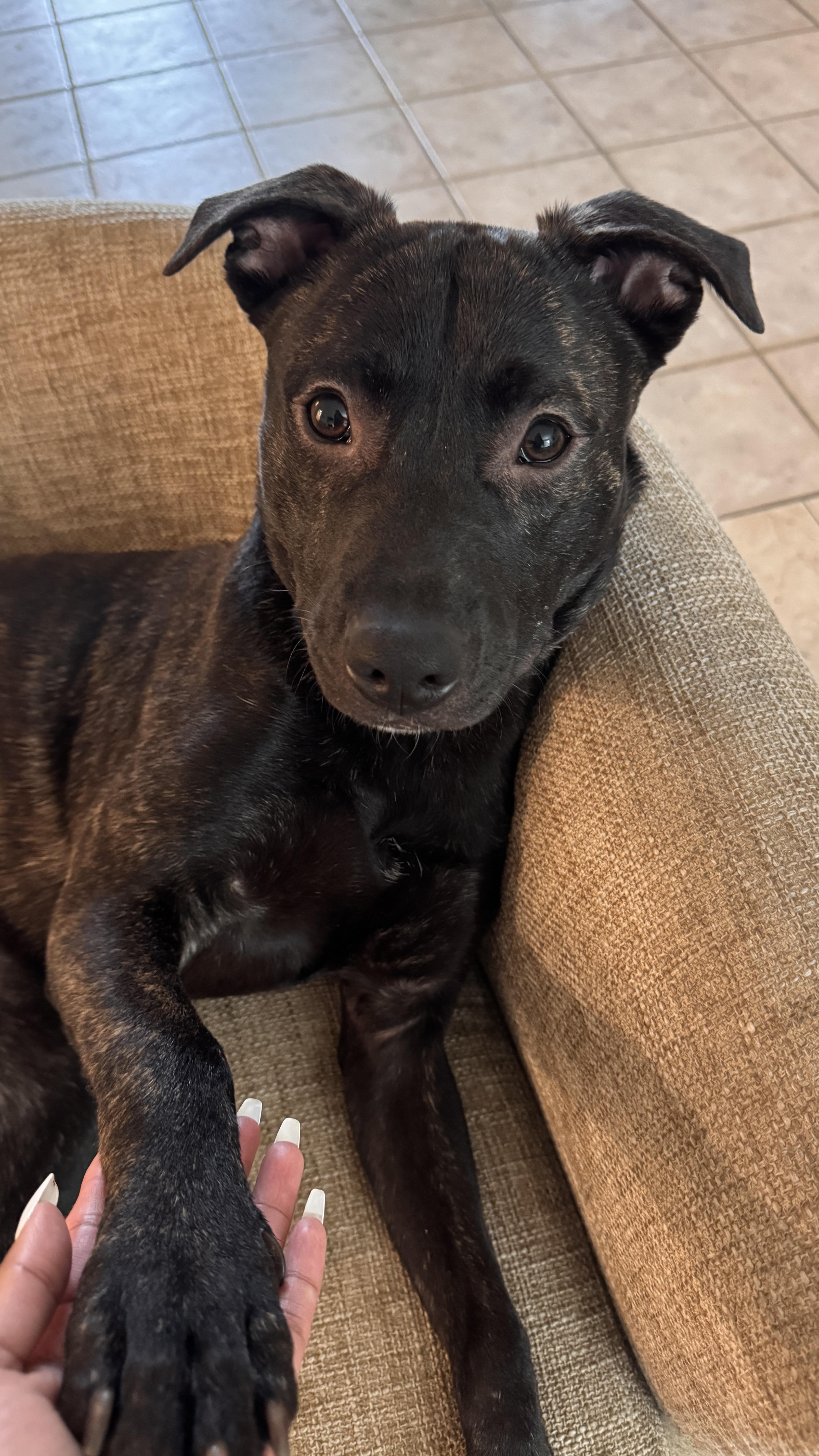 Enlarge Finn, a Adoptable mixed breed in Los Angeles , CA image 5/6