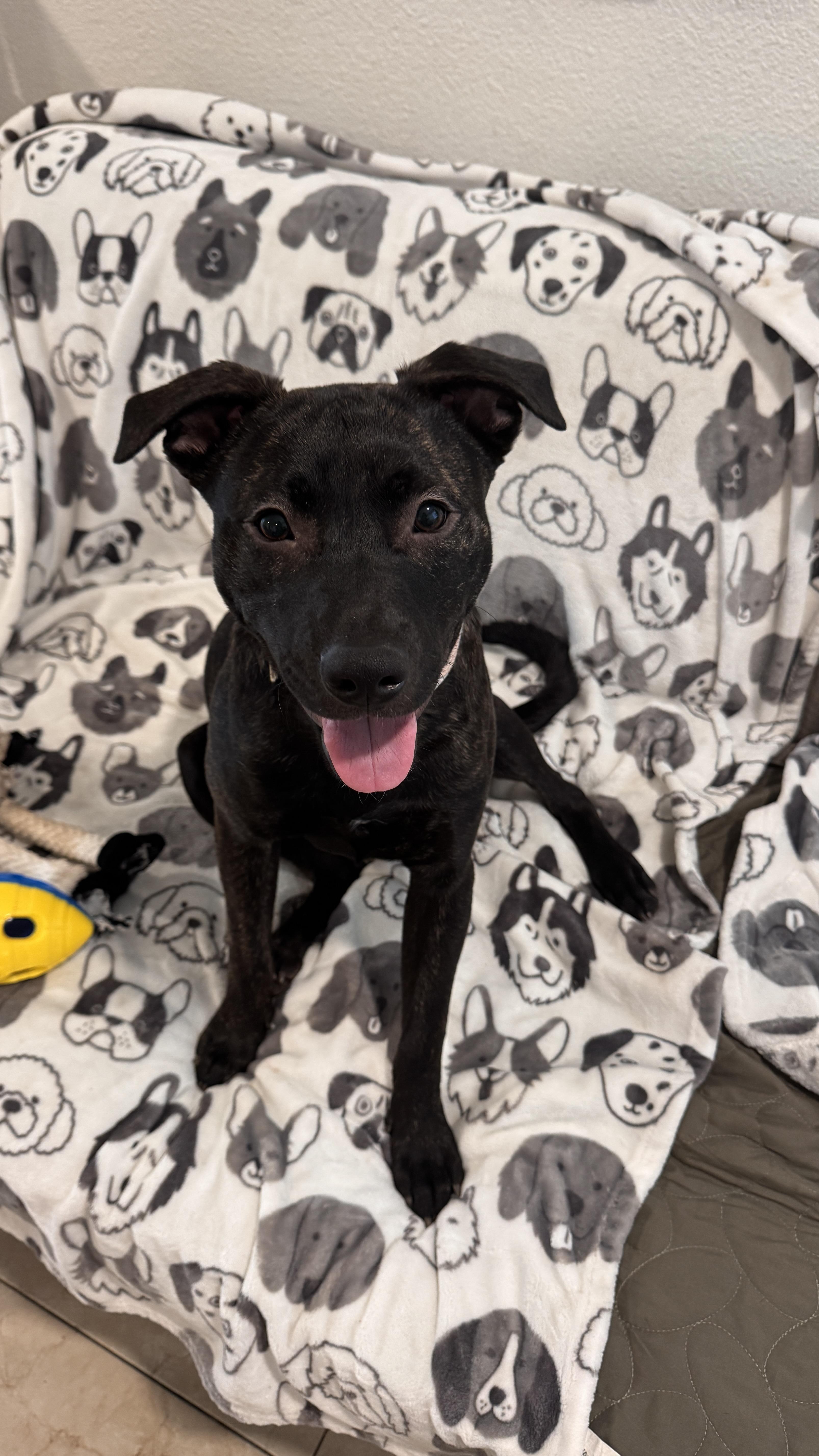 Enlarge Finn, a Adoptable mixed breed in Los Angeles , CA image 3/6