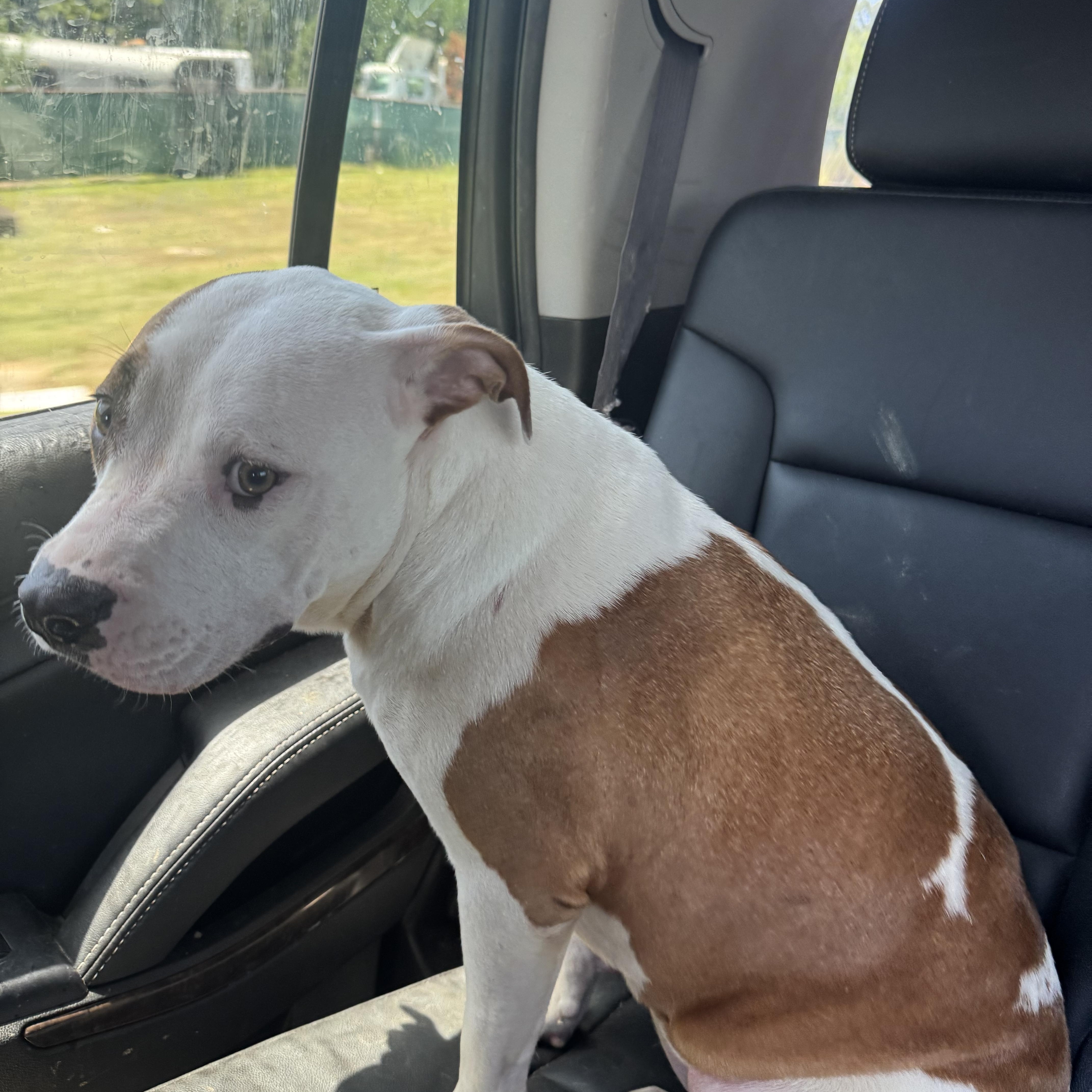 Enlarge Scarlett, a Adoptable mixed breed in Charlotte, NC image 3/5