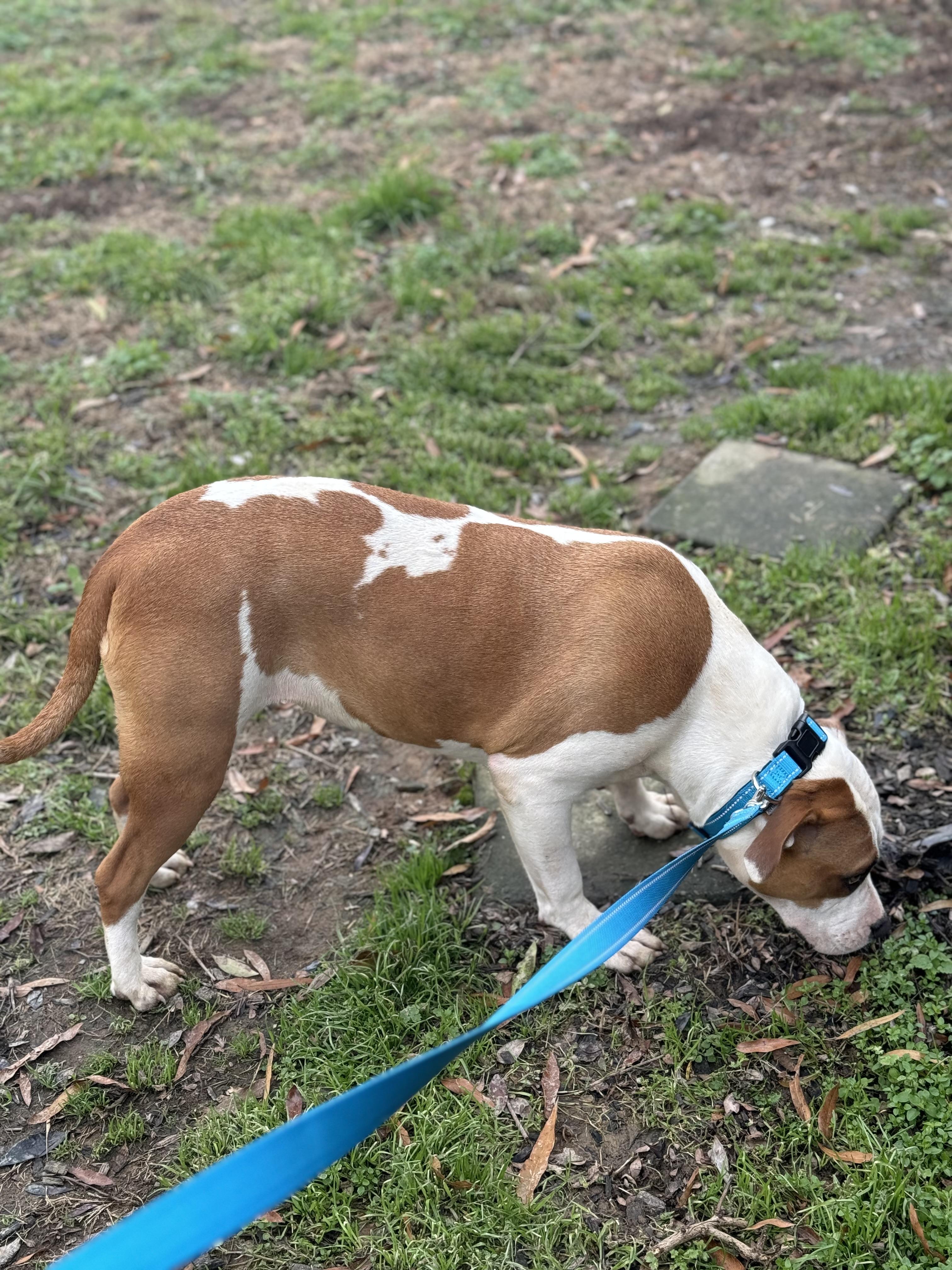 Enlarge Scarlett, a Adoptable mixed breed in Charlotte, NC image 2/5