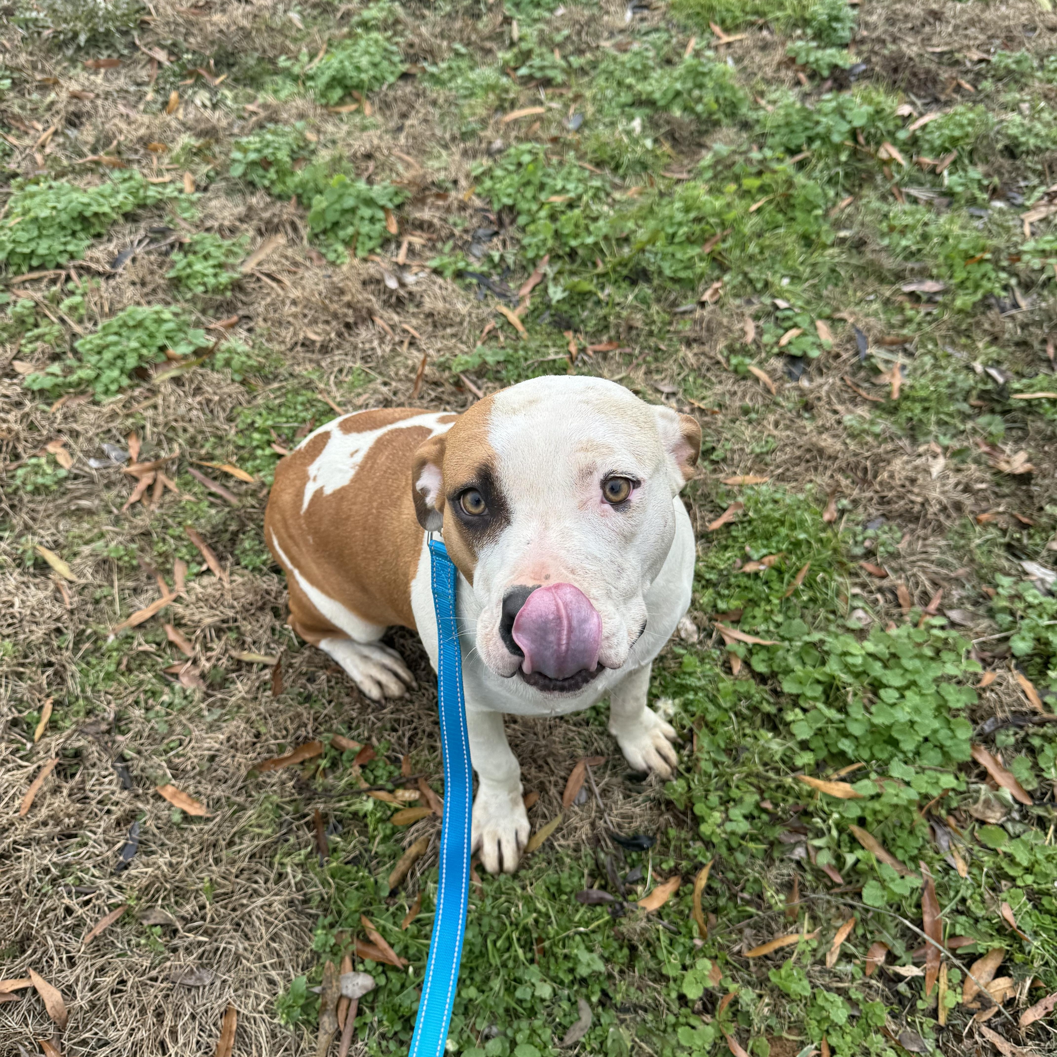 Enlarge Scarlett, a Adoptable mixed breed in Charlotte, NC image 4/5