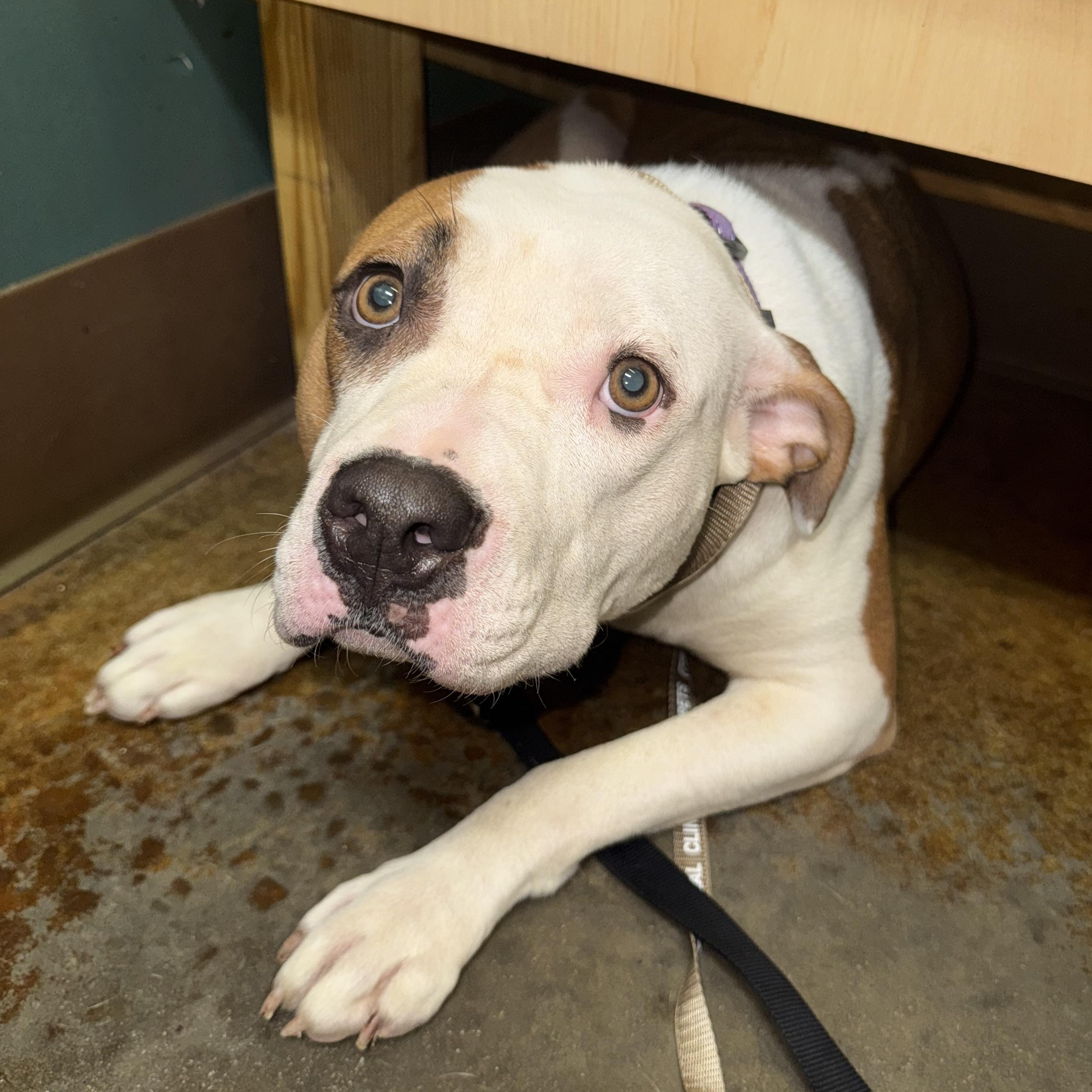 Scarlett, Adoptable, Young Female Pit Bull Terrier.