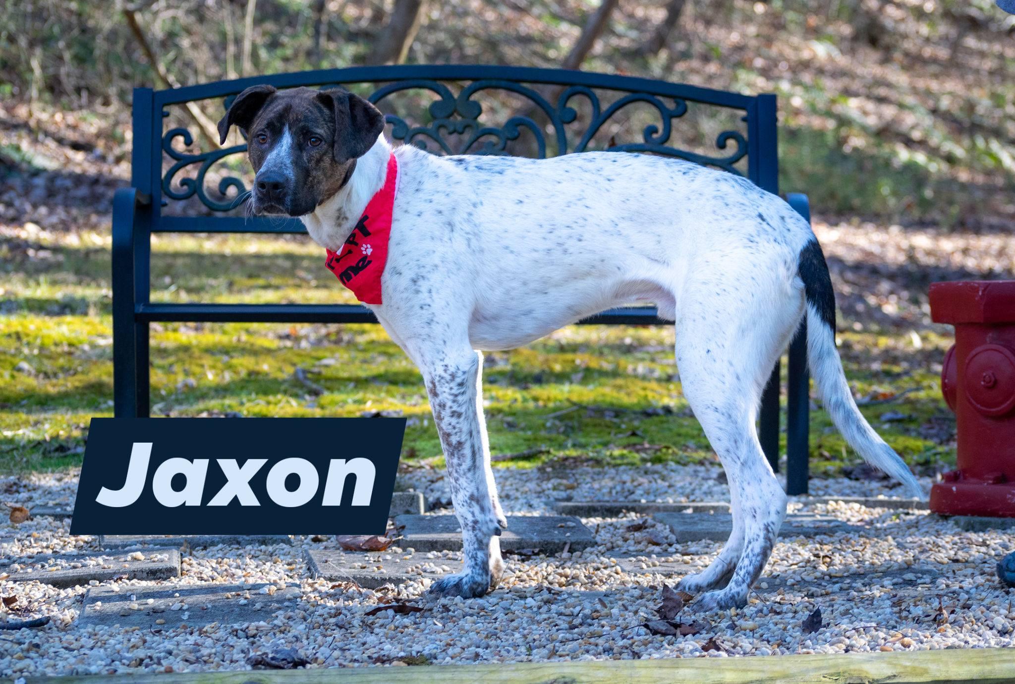 Jaxon, ADOPTABLE, Young Male Coonhound & Australian Cattle Dog / Blue Heeler.