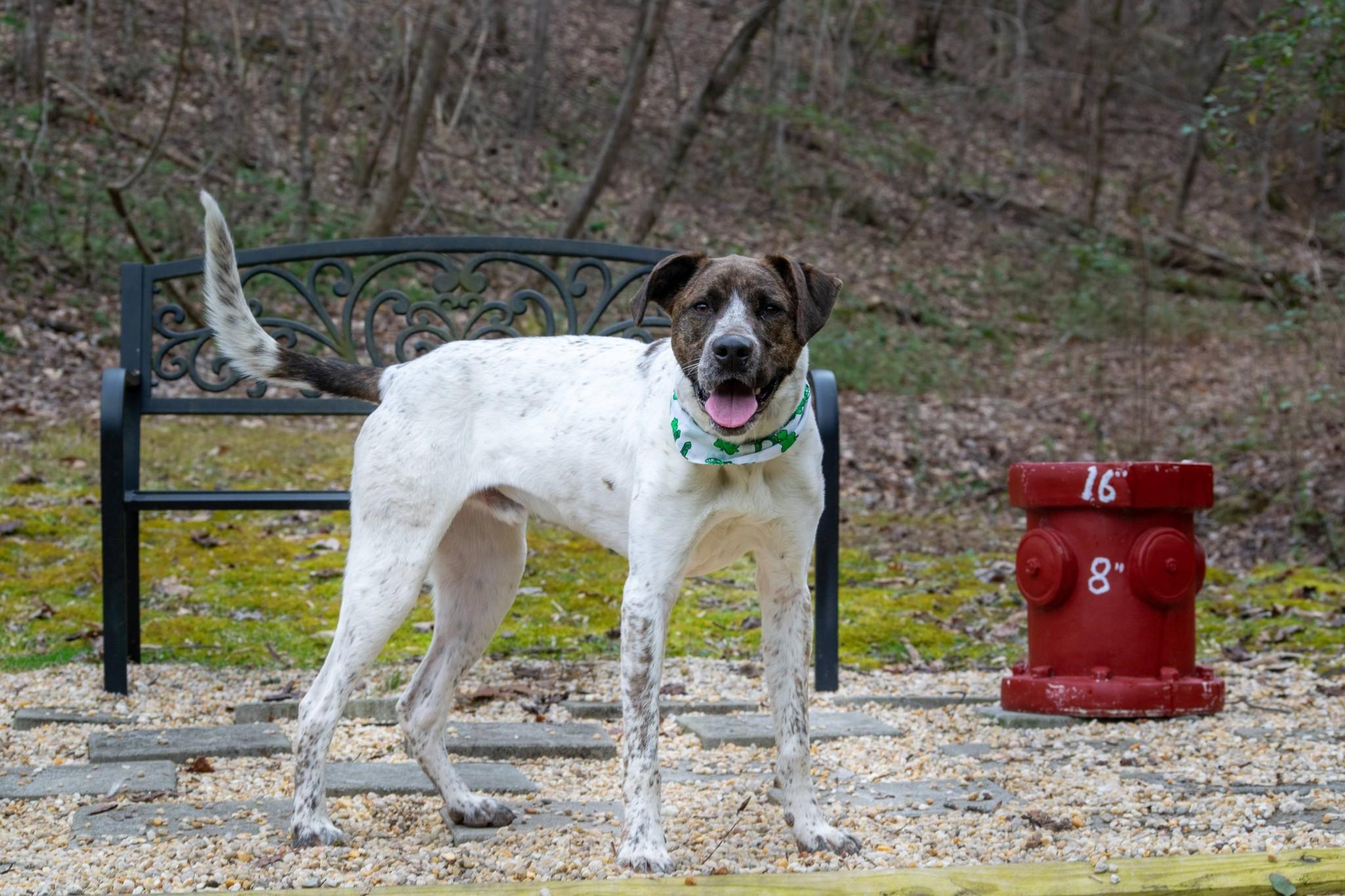 Enlarge Jaxon, a ADOPTABLE mixed breed in Sevierville, TN image 4/5