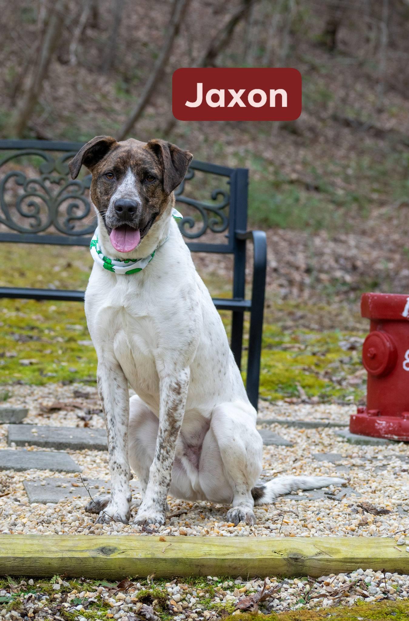 Jaxon, ADOPTABLE, Young Male Coonhound & Australian Cattle Dog / Blue Heeler.