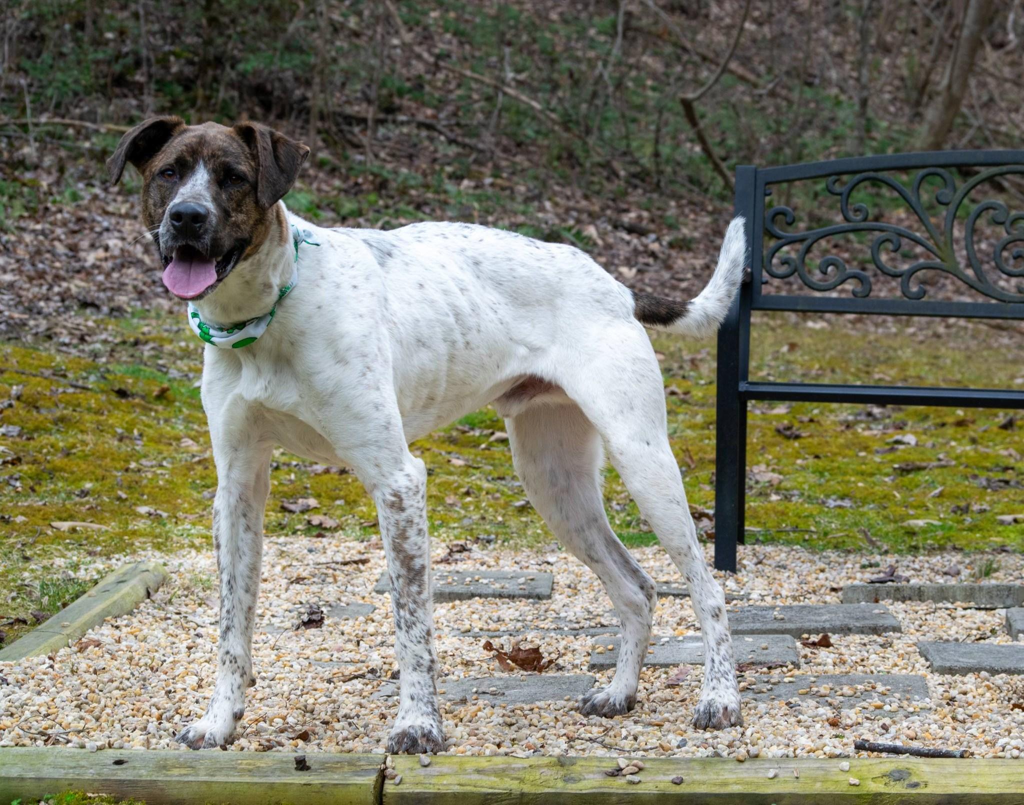 Enlarge Jaxon, a ADOPTABLE mixed breed in Sevierville, TN image 5/5