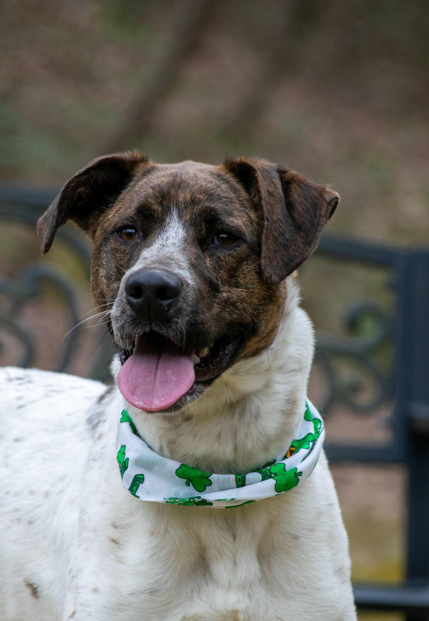 Enlarge Jaxon, a ADOPTABLE mixed breed in Sevierville, TN image 3/5