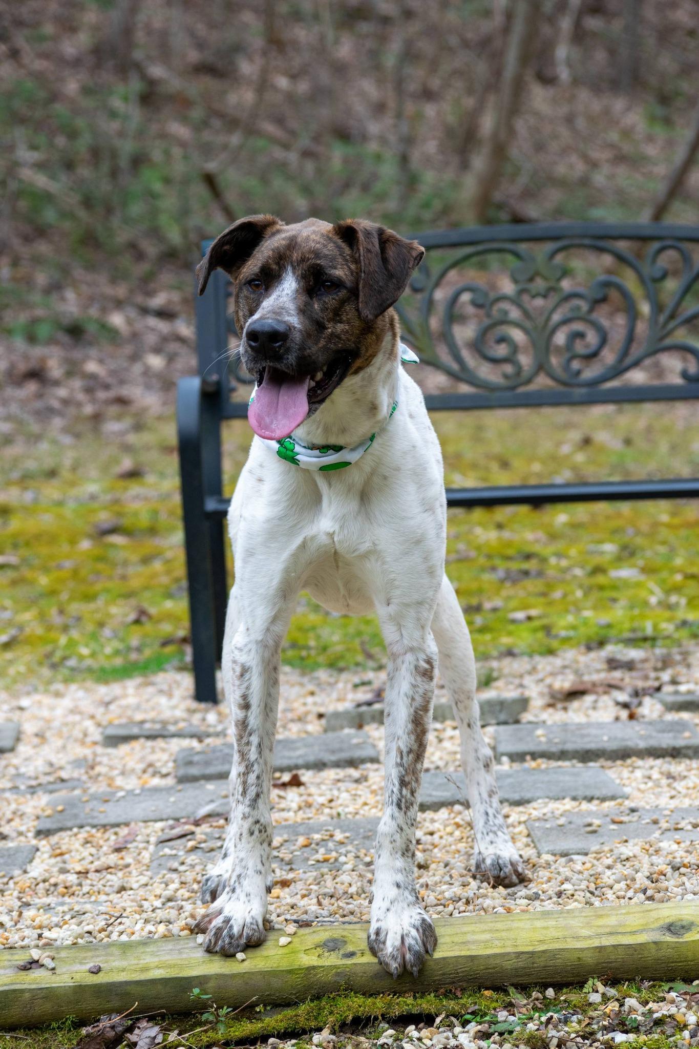 Enlarge Jaxon, a ADOPTABLE mixed breed in Sevierville, TN image 2/5