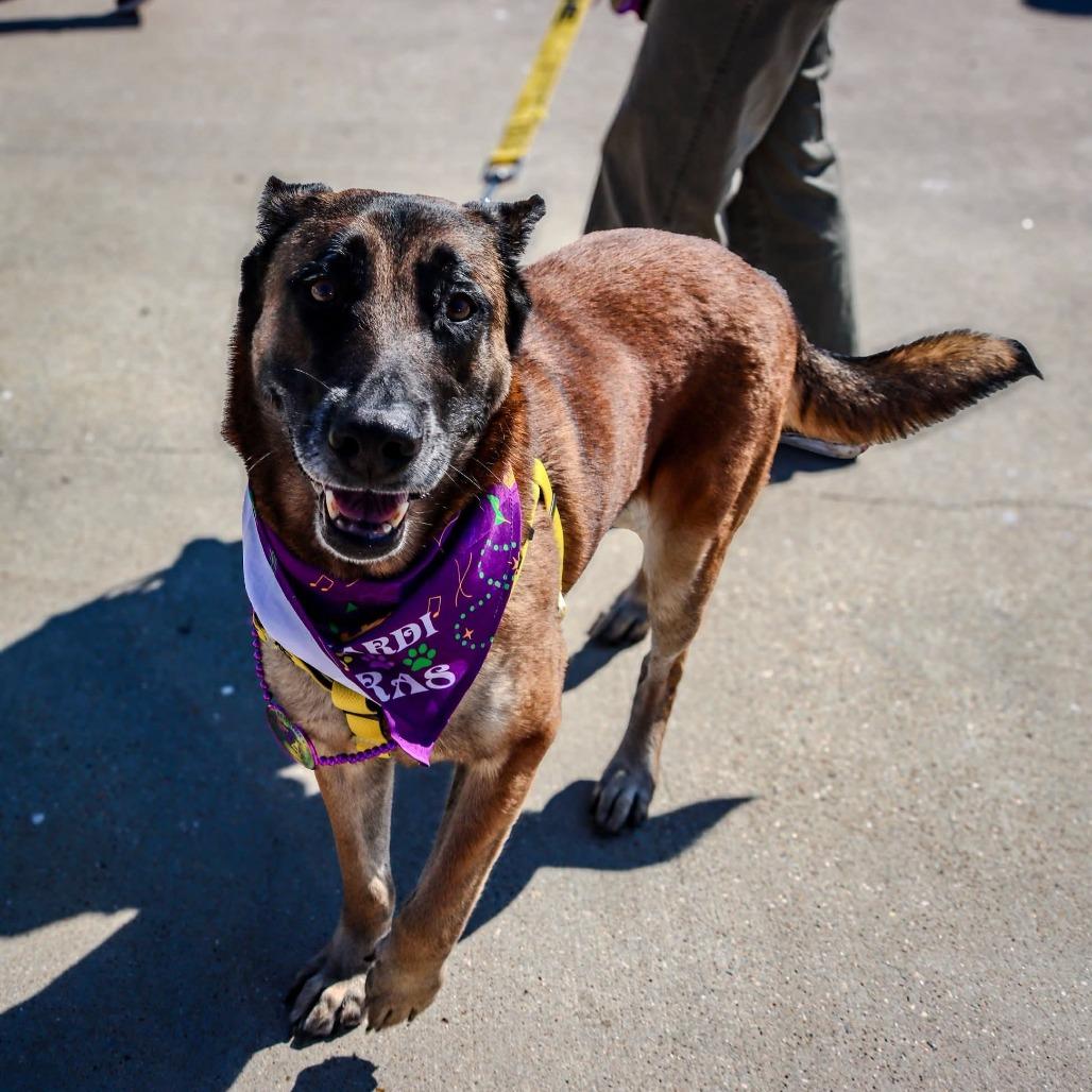 Foxy Roxy, Adoptable, Senior Female Belgian Shepherd / Malinois.