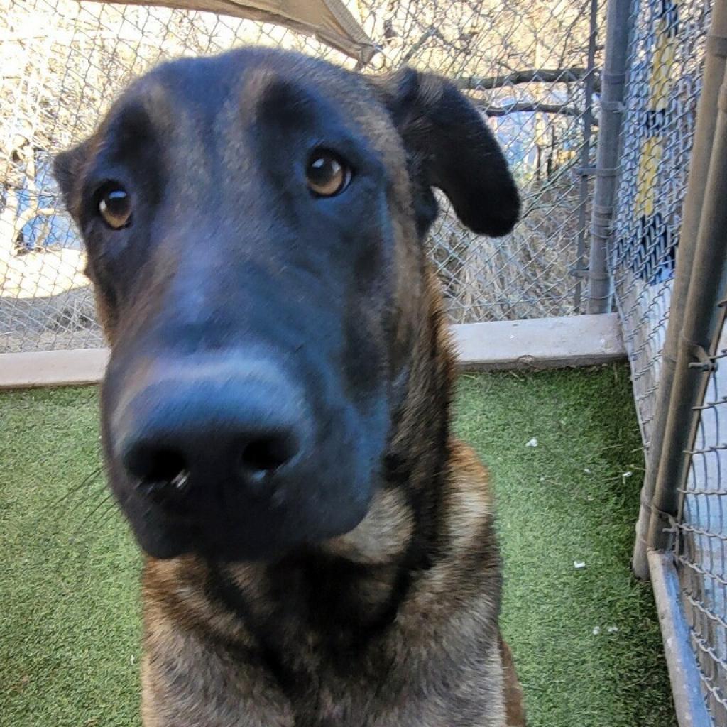 Foxy Roxy, a Adoptable mixed breed in Galveston, TX image 2/2