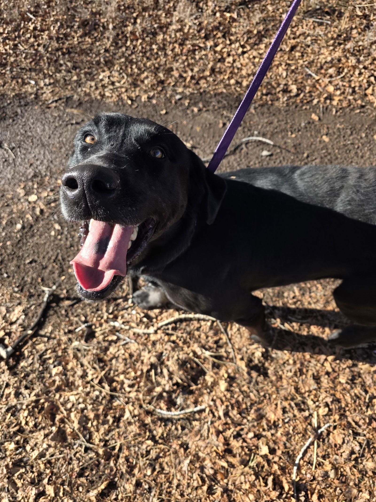 Enlarge Thunder, a Adopted Labrador Retriever in Monte Vista, CO image 1/3