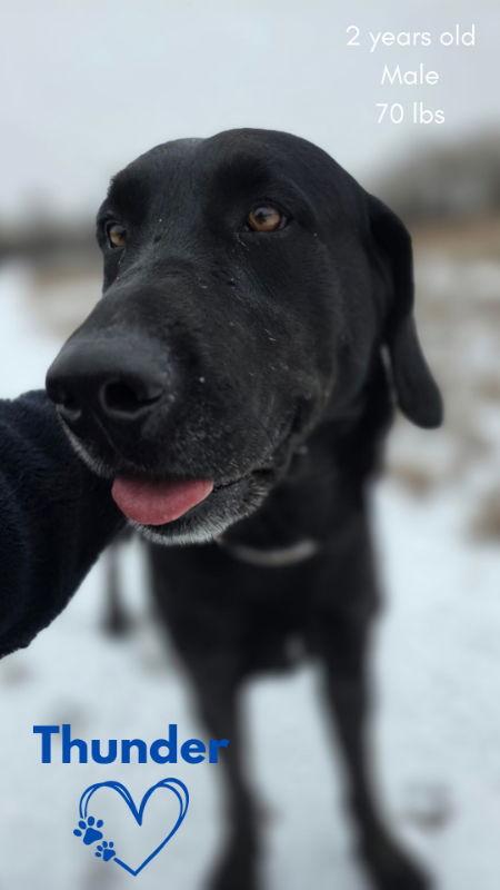 Enlarge Thunder, a Adopted Labrador Retriever in Monte Vista, CO image 3/3