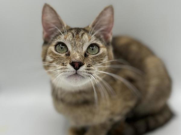 Wendy, Adoptable, Young Female Domestic Short Hair.
