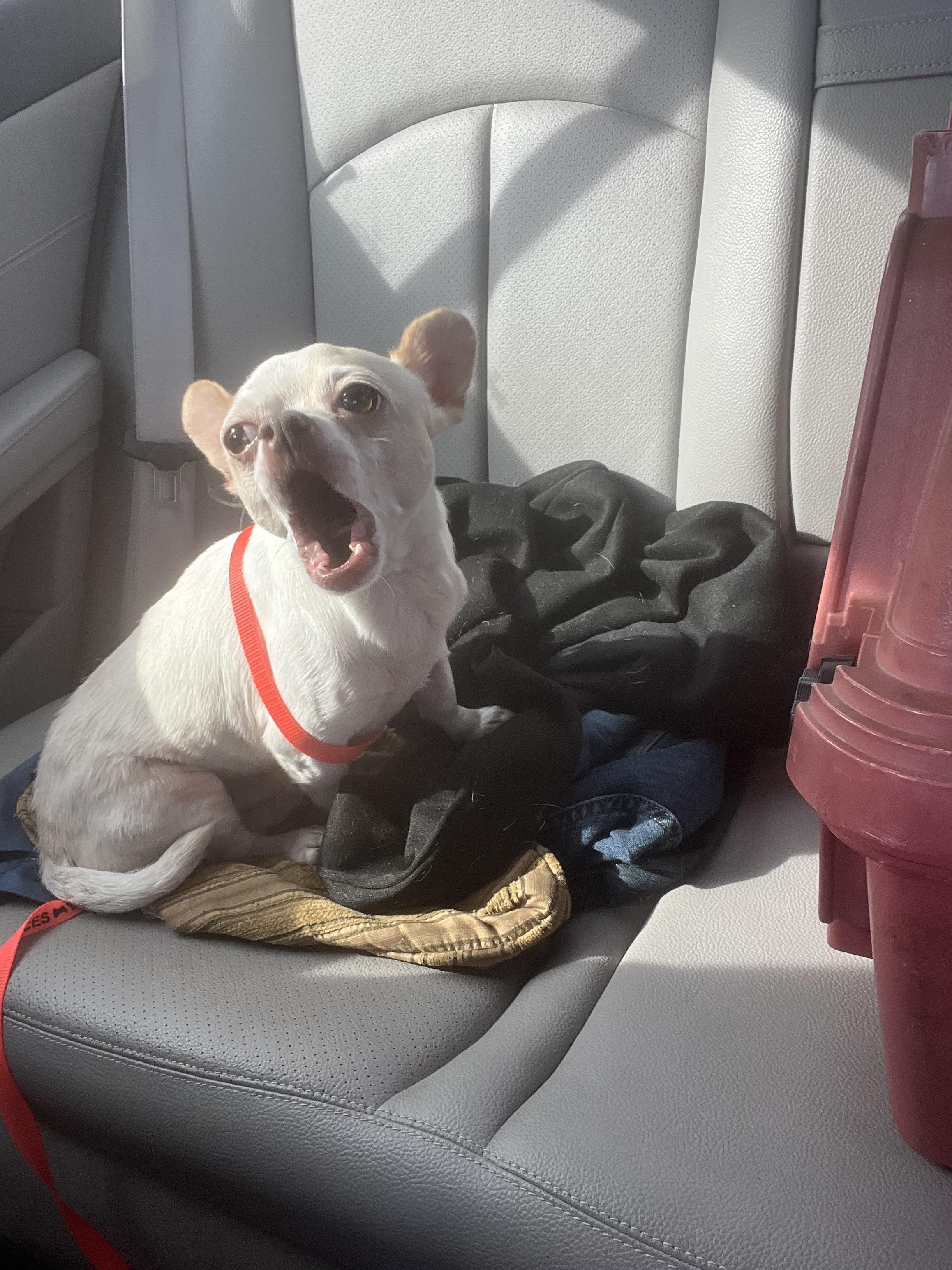 Enlarge Hugo, a Adopted Chihuahua in Raleigh, NC image 1/3