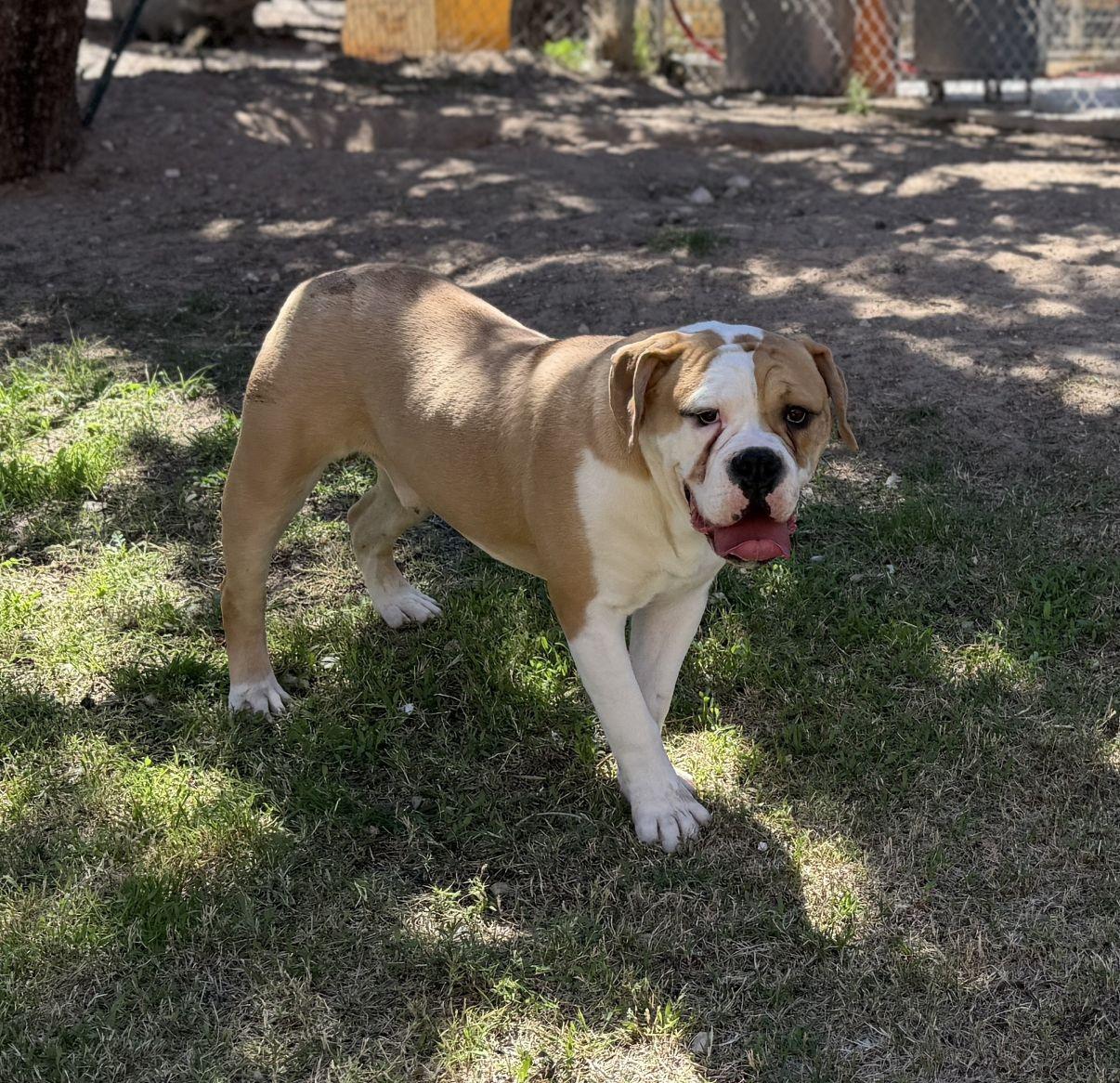 Enlarge Dennis, an adopted Bulldog in El Paso, TX image 5/6