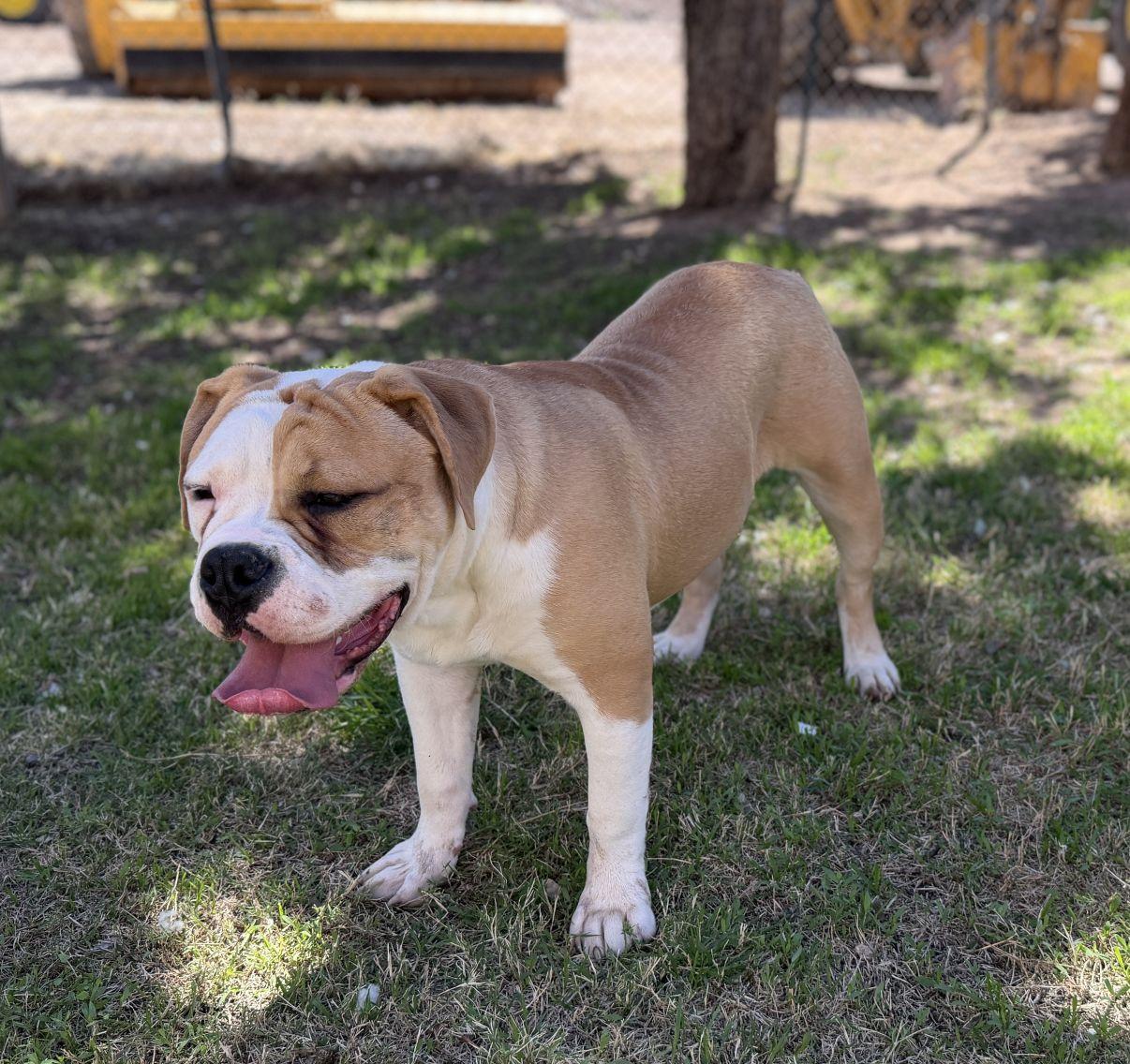 Enlarge Dennis, an adopted Bulldog in El Paso, TX image 2/6