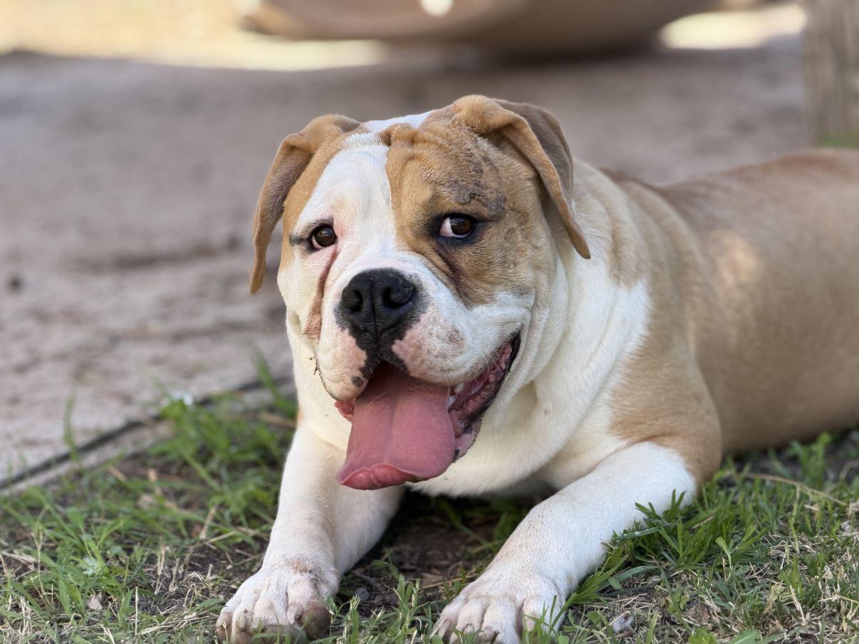 Enlarge Dennis, an adopted Bulldog in El Paso, TX image 1/6