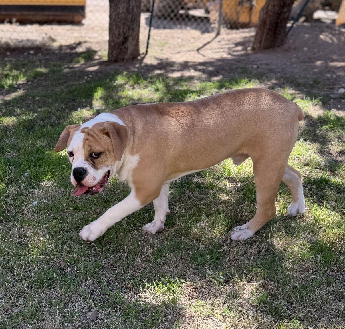 Enlarge Dennis, an adopted Bulldog in El Paso, TX image 4/6