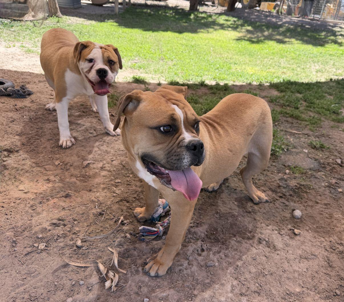 Enlarge Dennis, an adopted Bulldog in El Paso, TX image 6/6