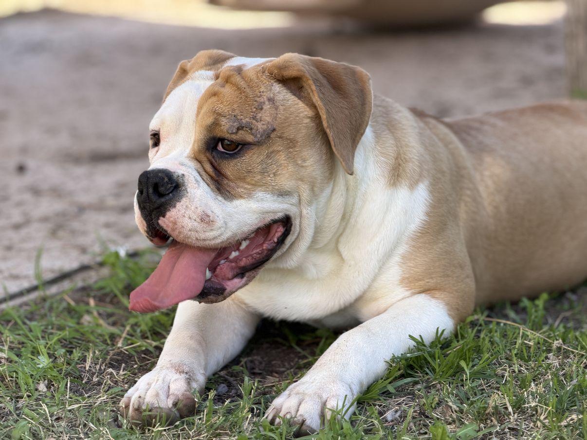 Enlarge Dennis, an adopted Bulldog in El Paso, TX image 3/6